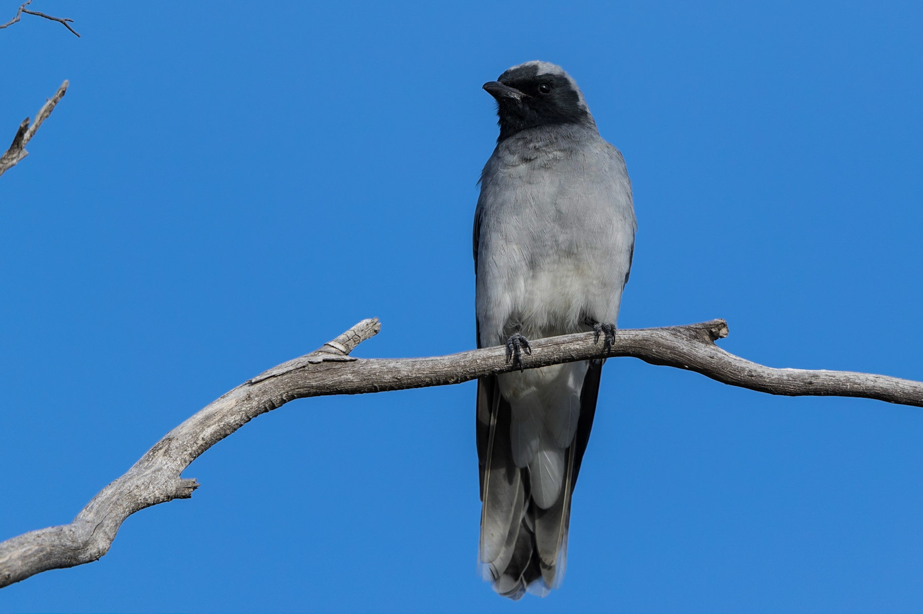 Black-Faced Cuckoo-Shrike