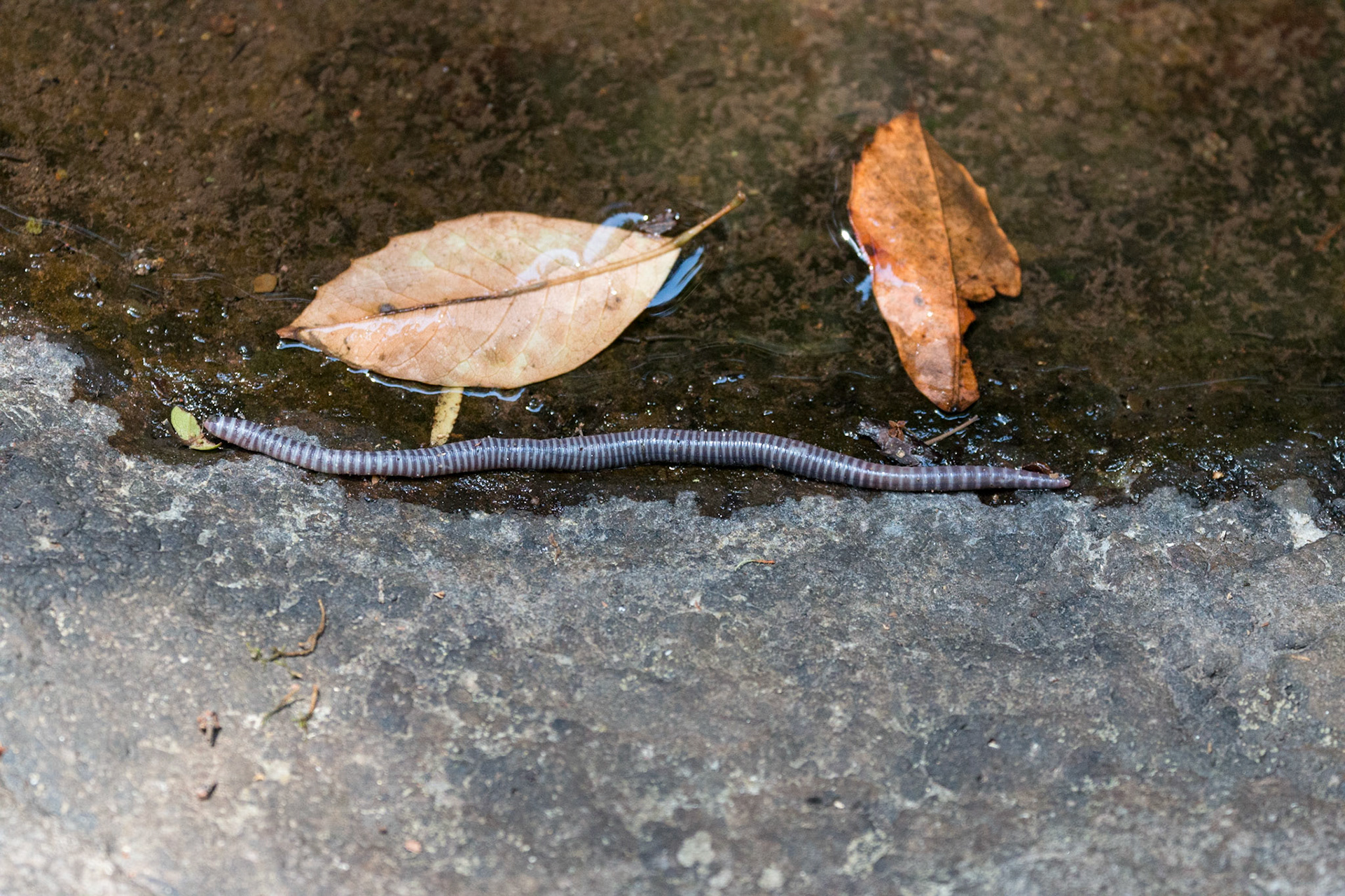 Worm