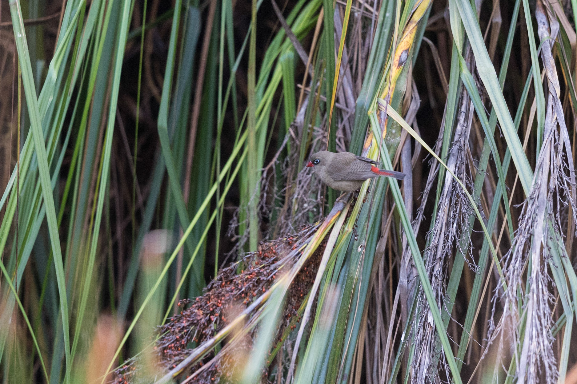 Beautiful Firetail