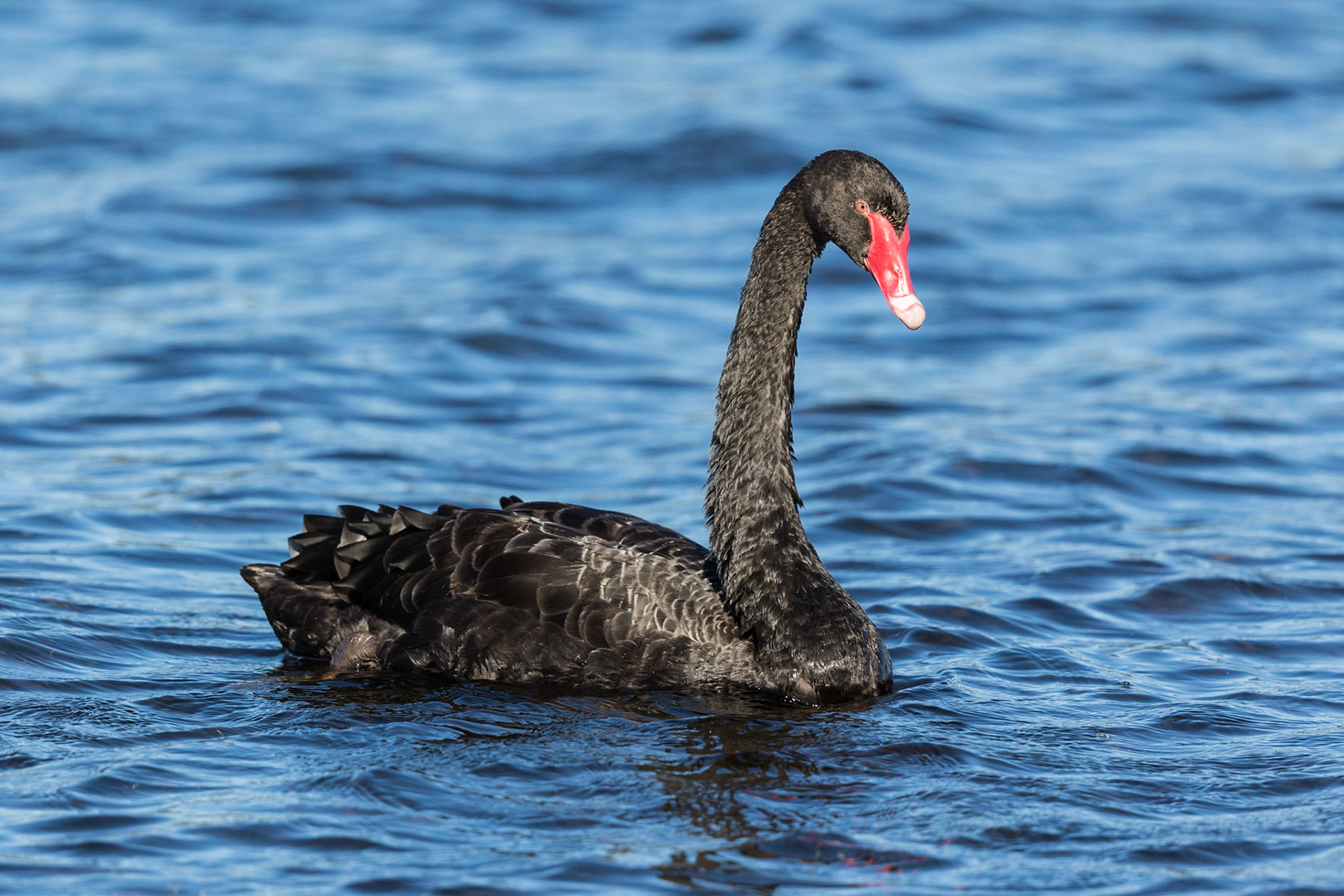 Black Swan