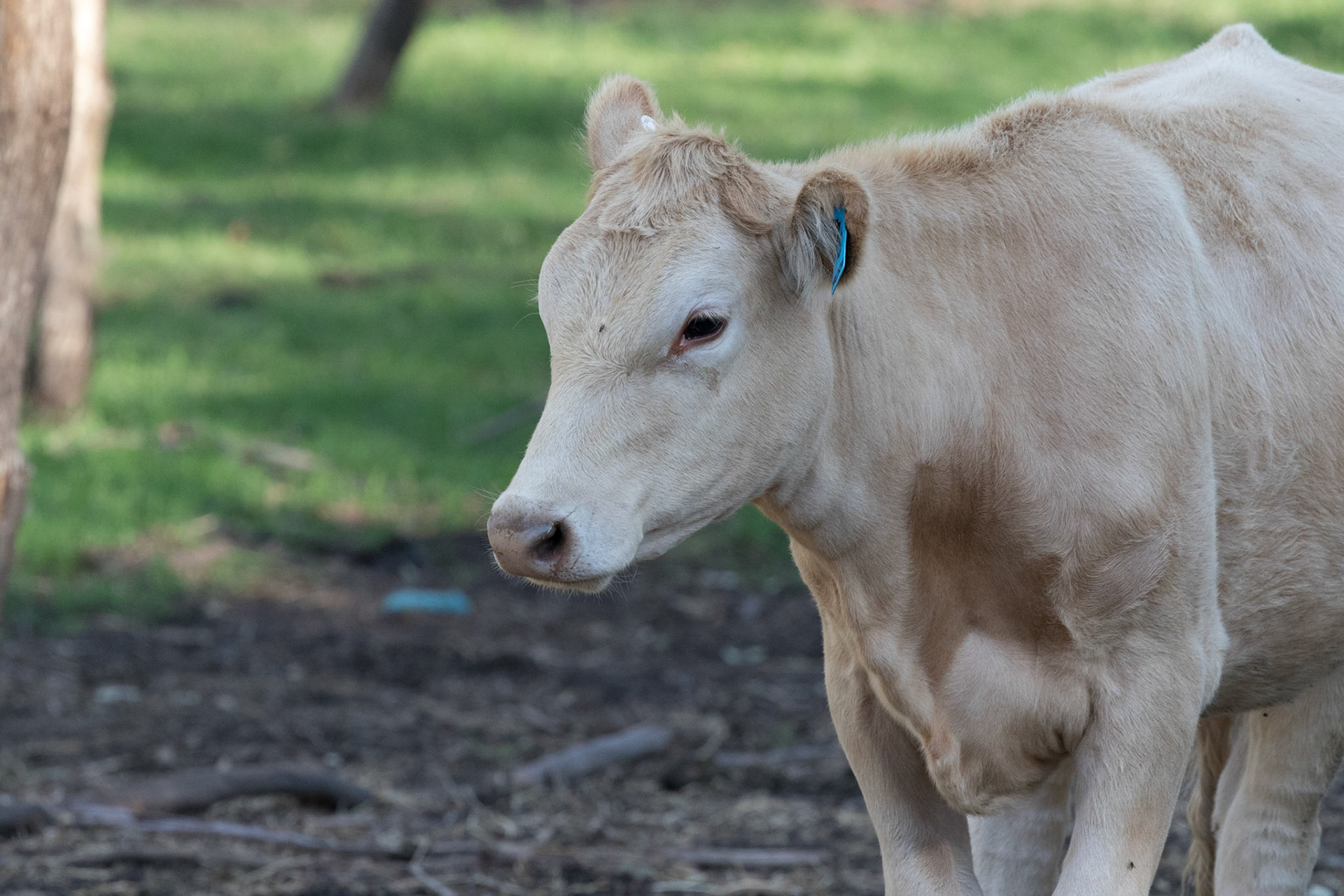 Cow