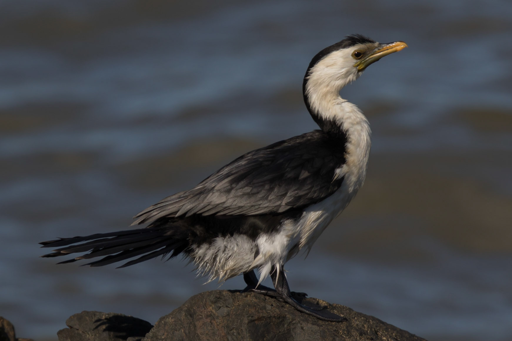Little Pied Cormorant
