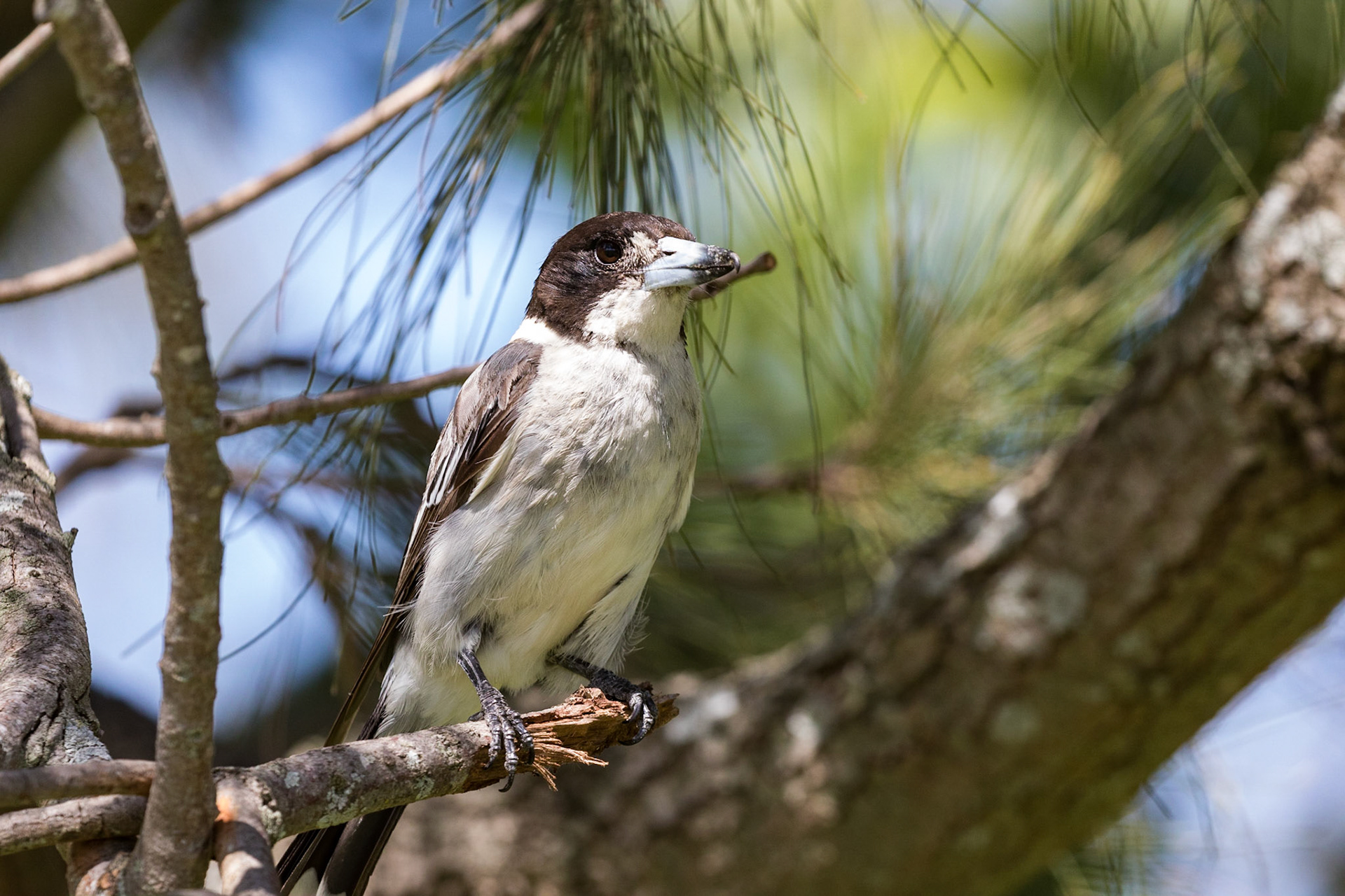 Grey Butcherbird