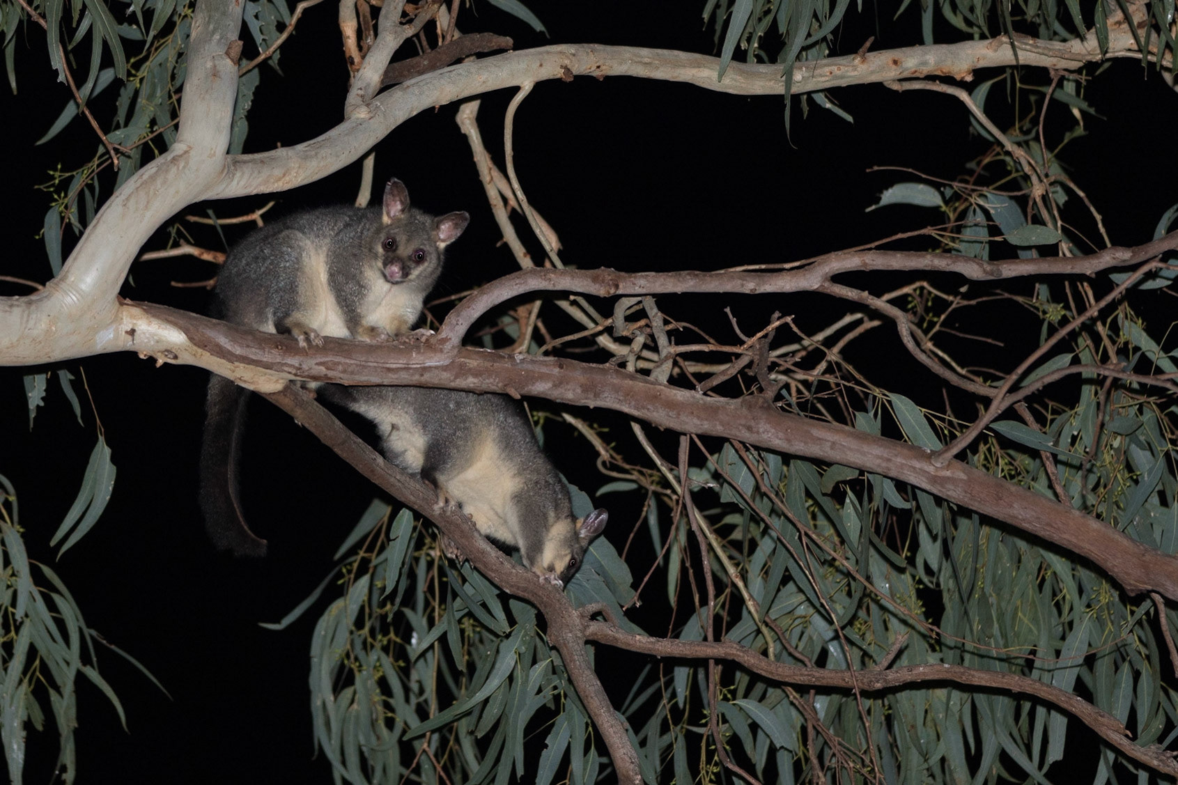 Possum