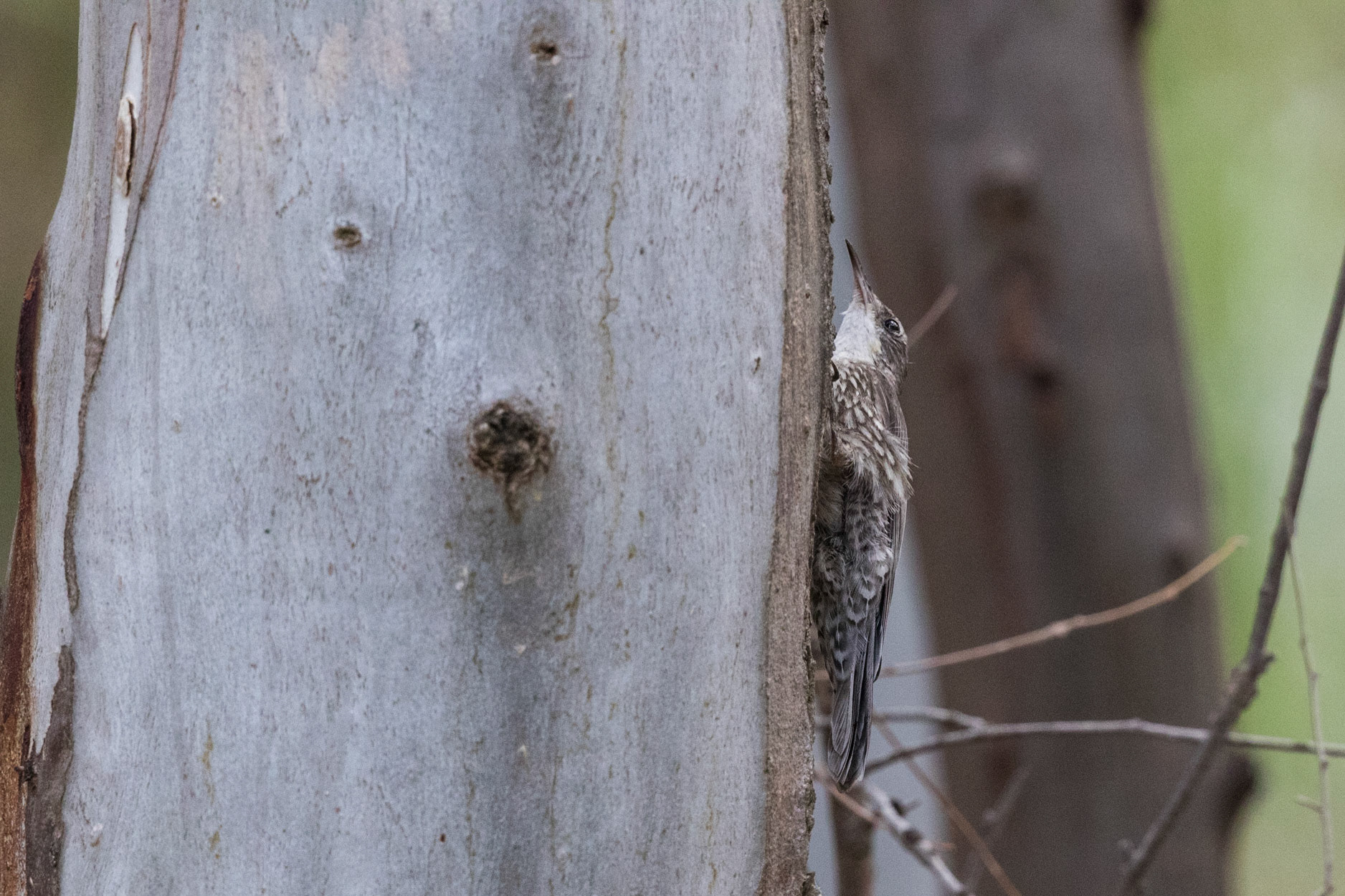 Brown Treecreeper