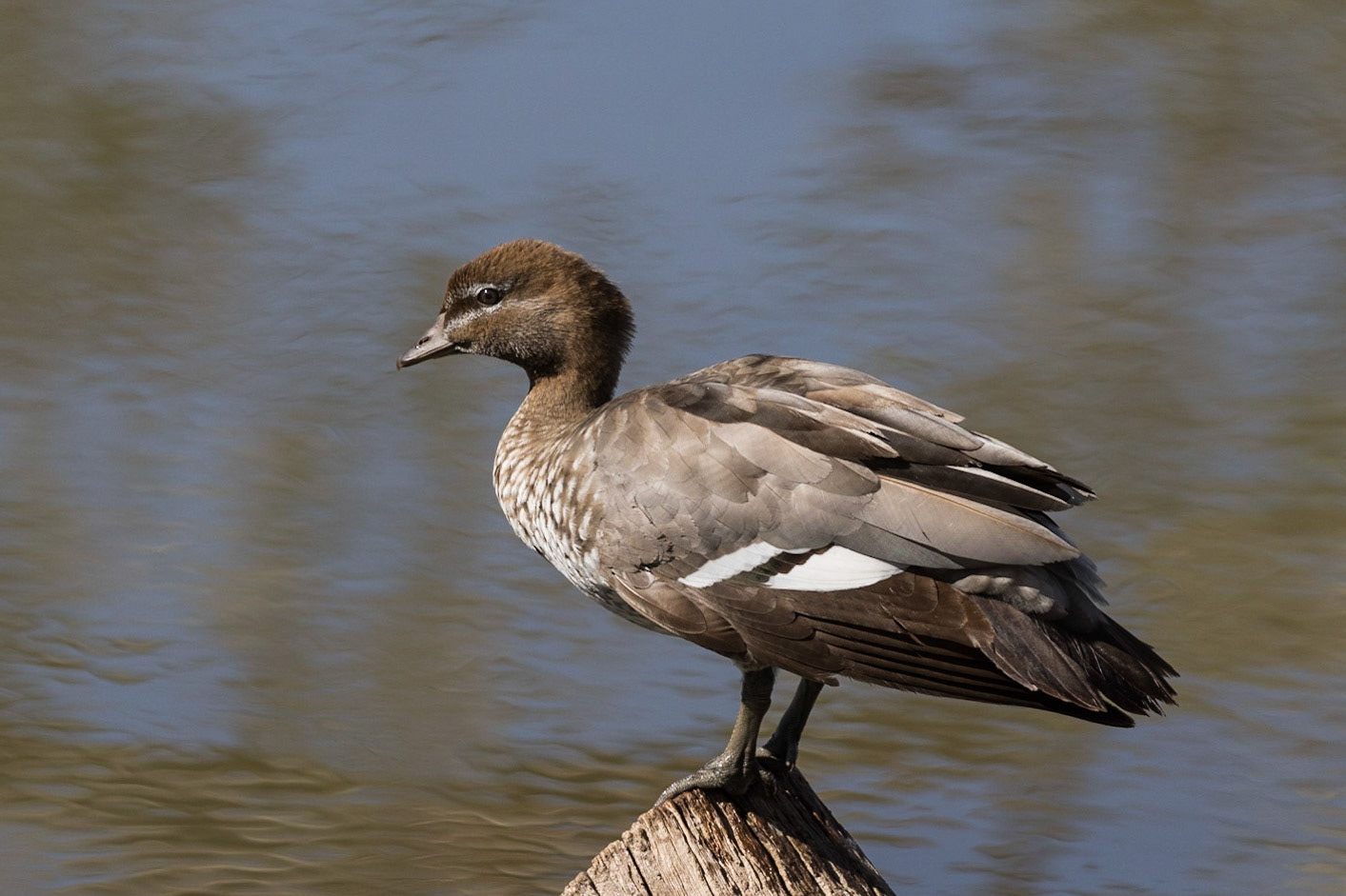 Australian Wood Duck