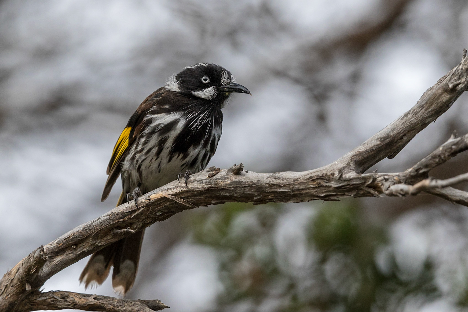 New Holland Honeyeater
