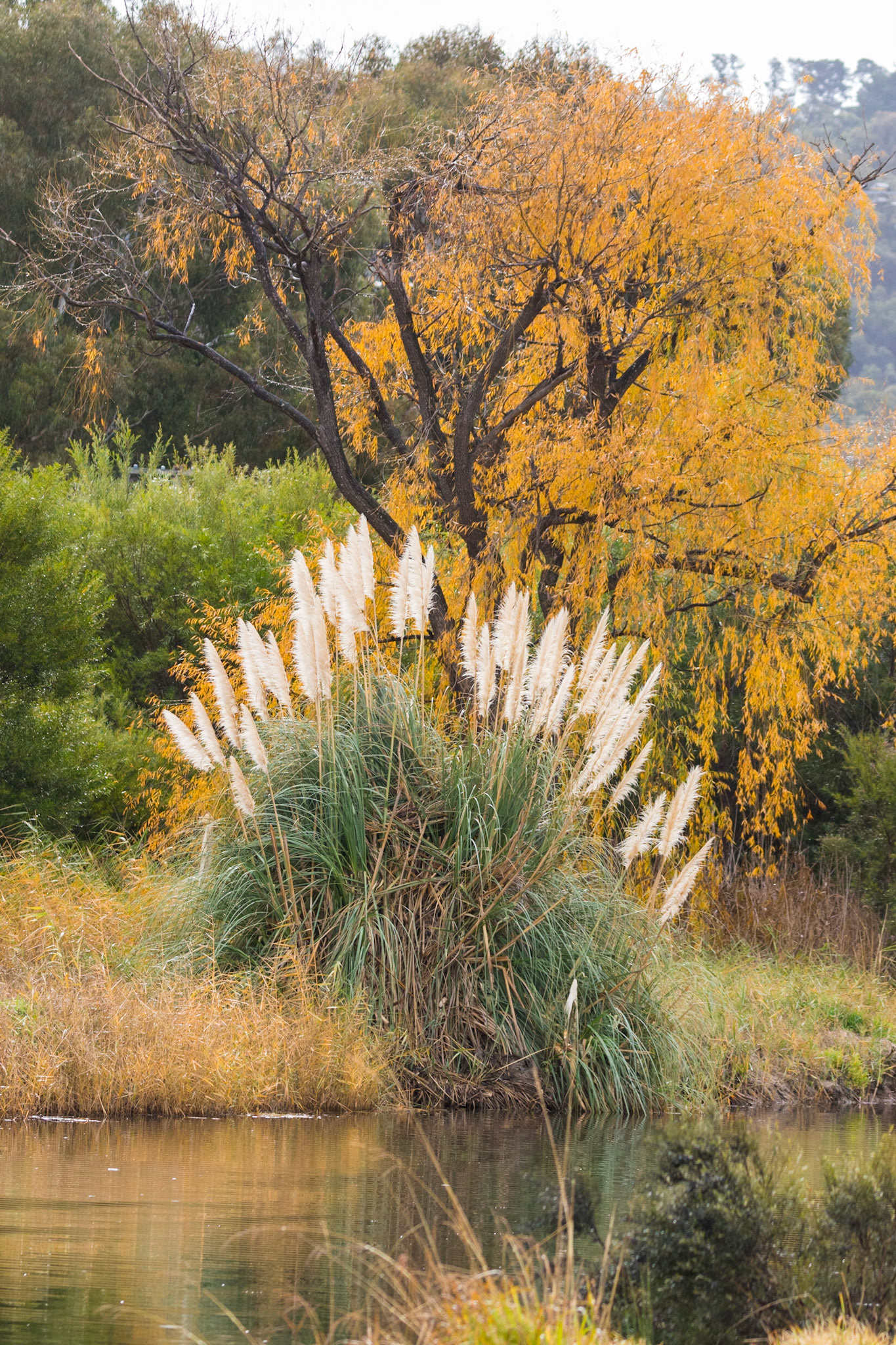 Quart Pot Creek, Stanthorpe