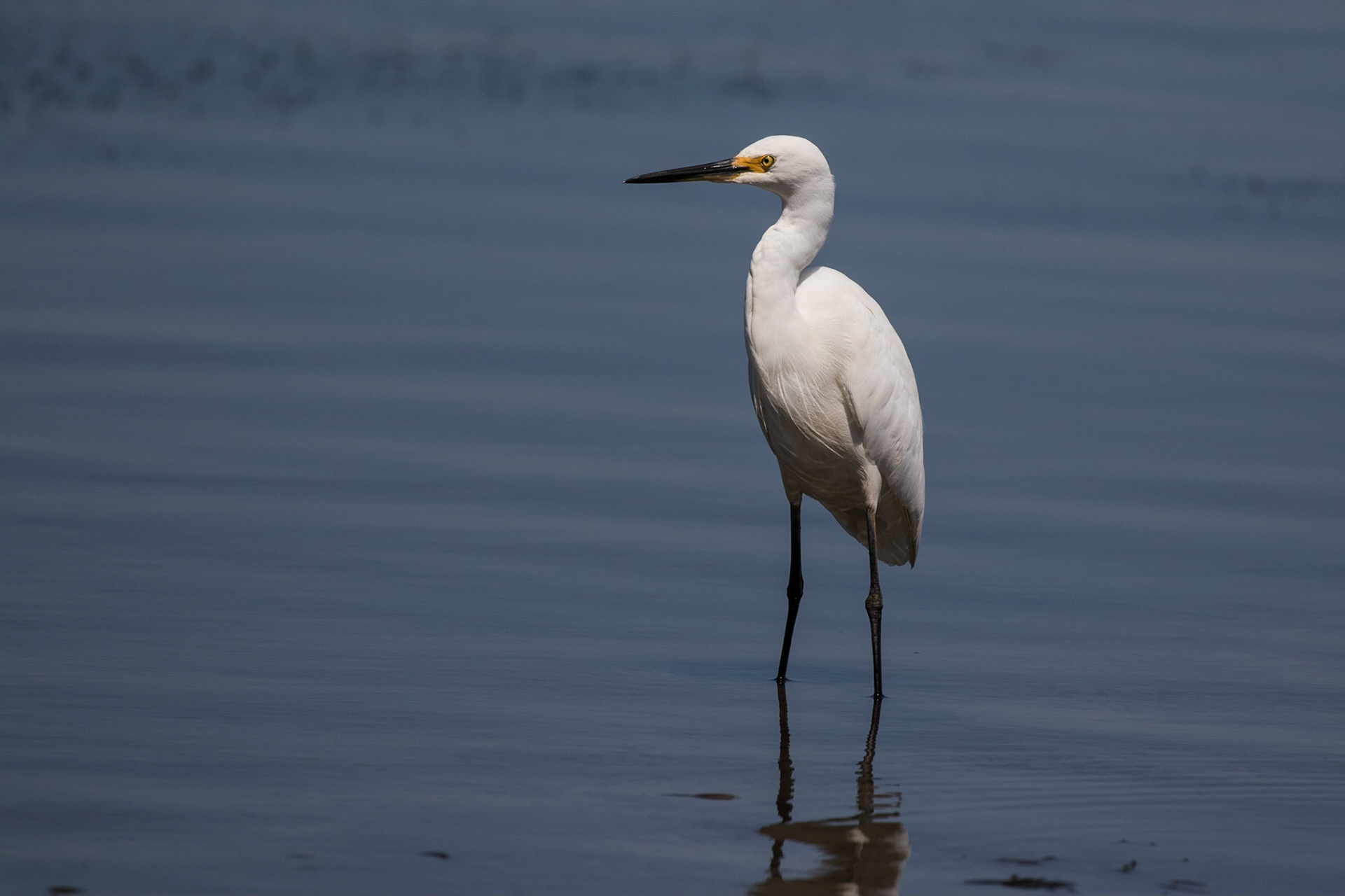 Intermediate Egret