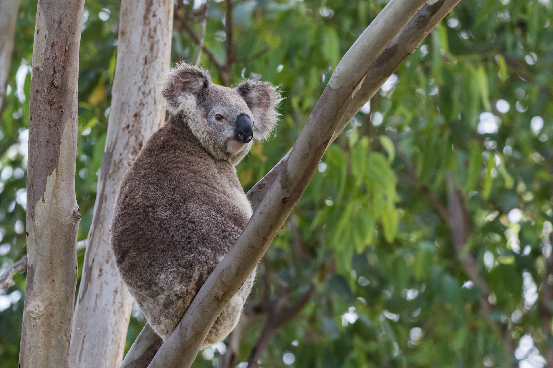 Koala