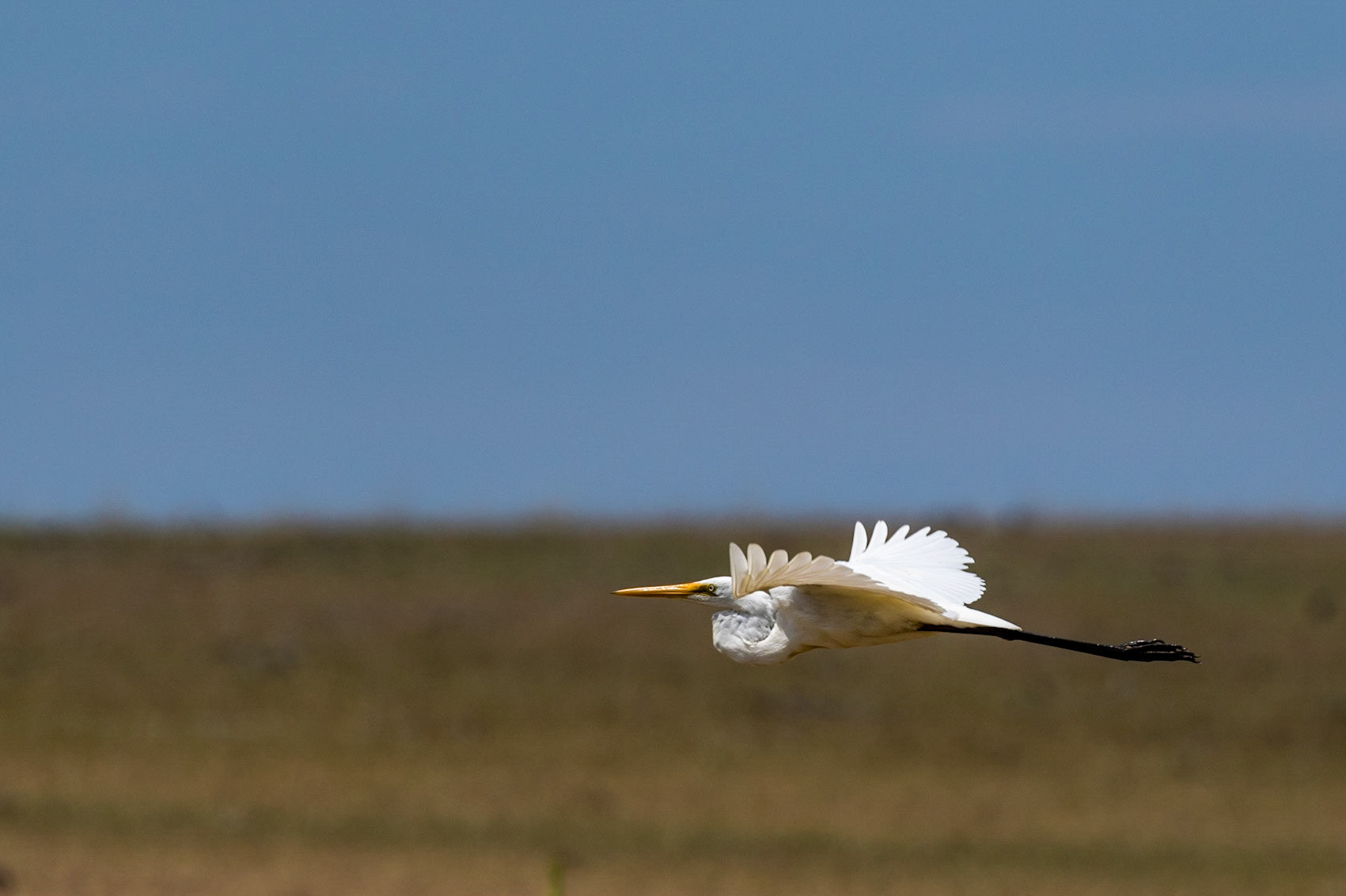 Great Egret