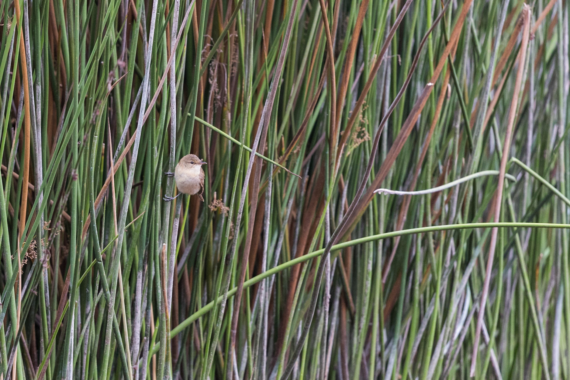 Australian Reed-Warbler