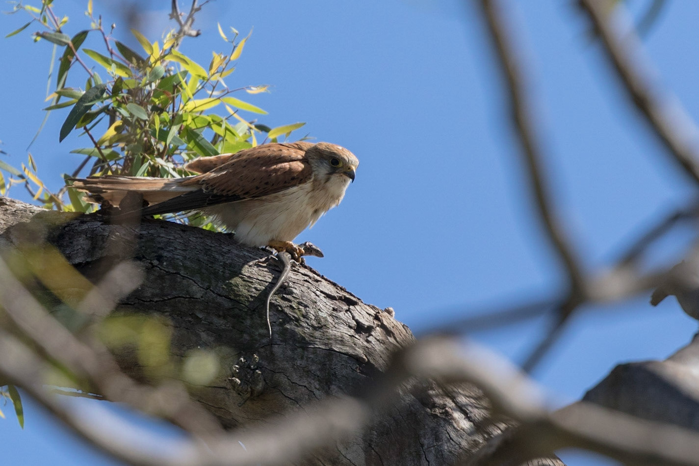 Nankeen Kestrel