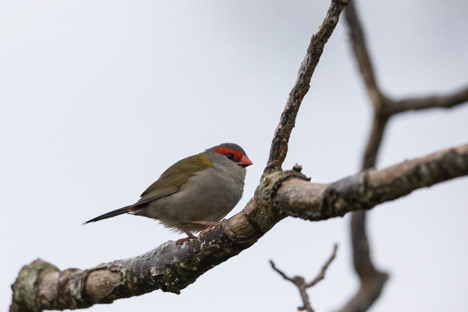 Red-Browed Finch