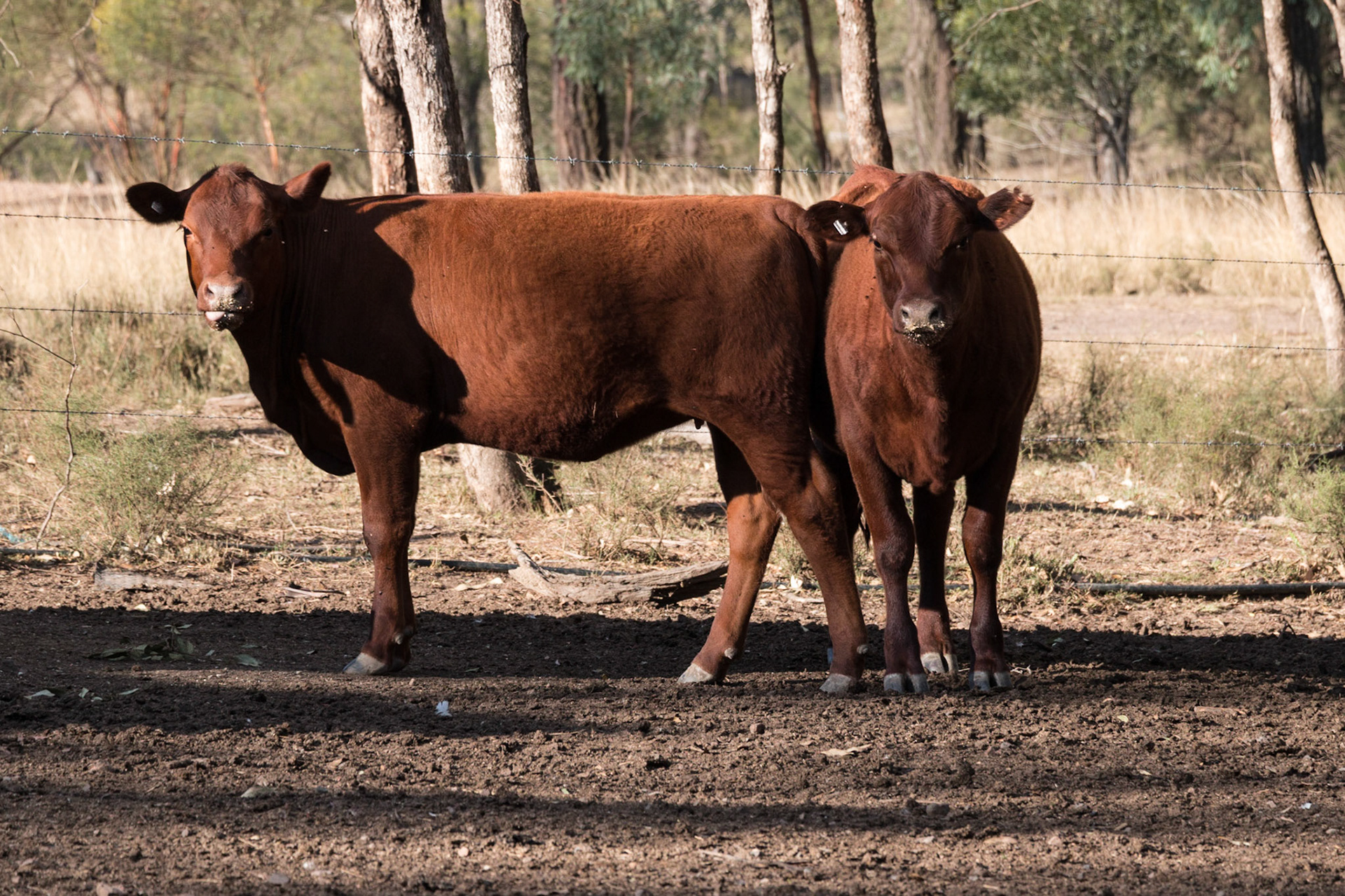 Cattle