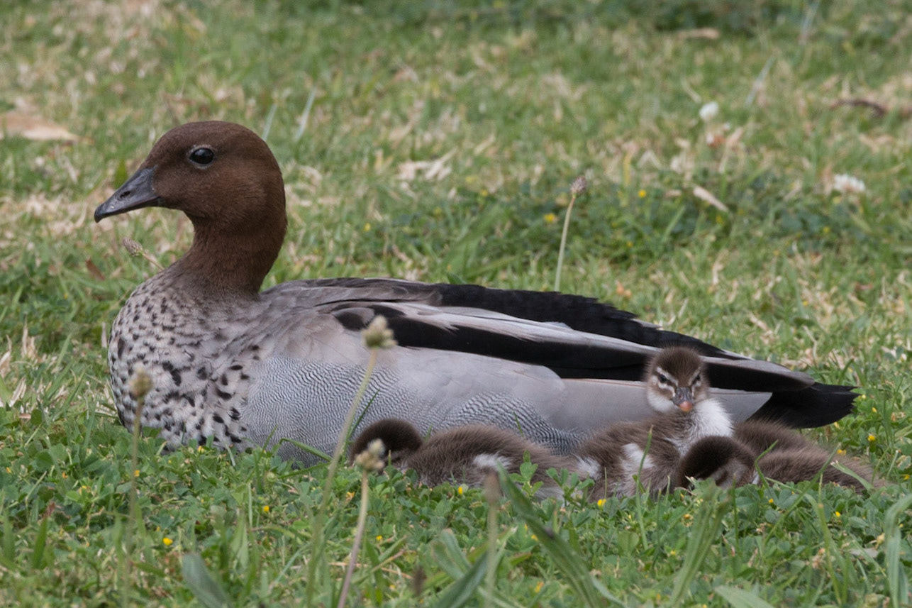 Australian Wood Duck