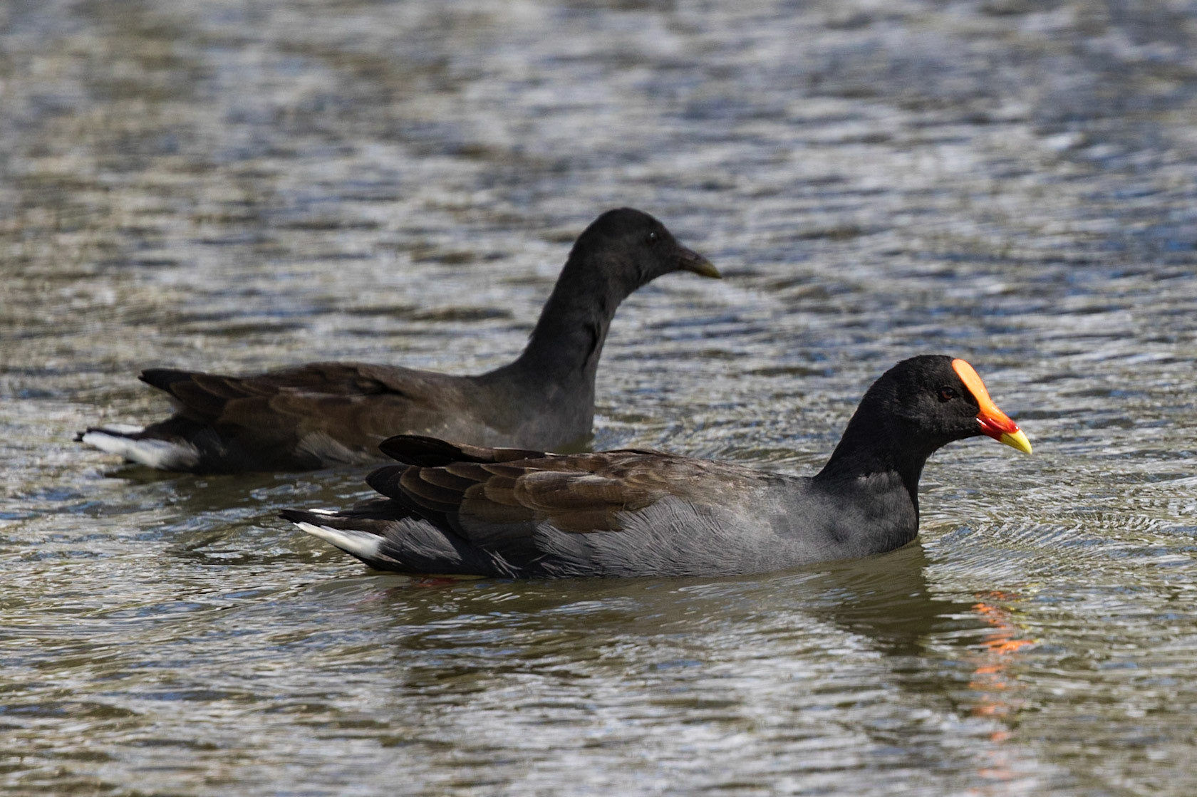 Dusky Moorhen