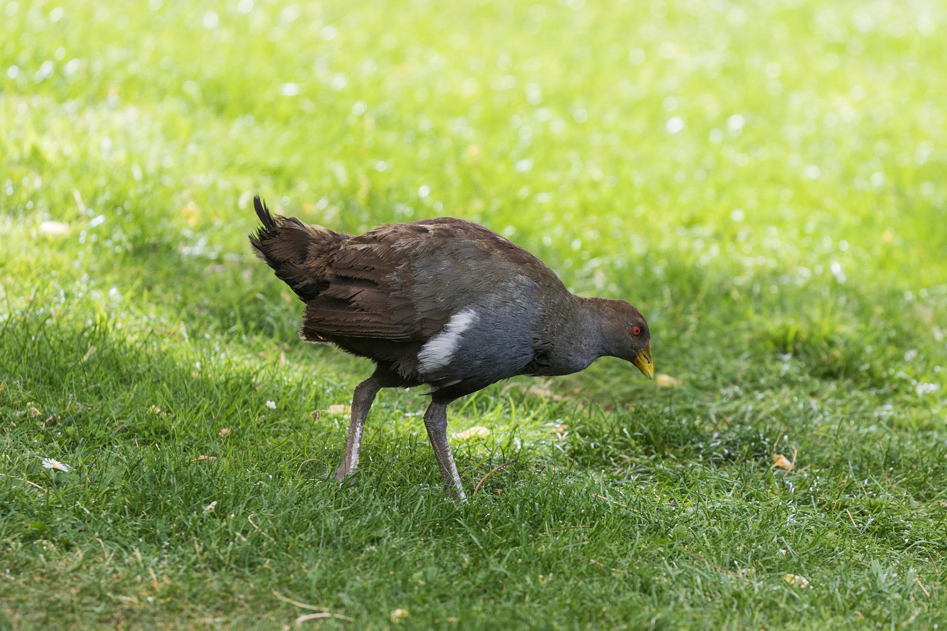 Tasmanian Native-Hen