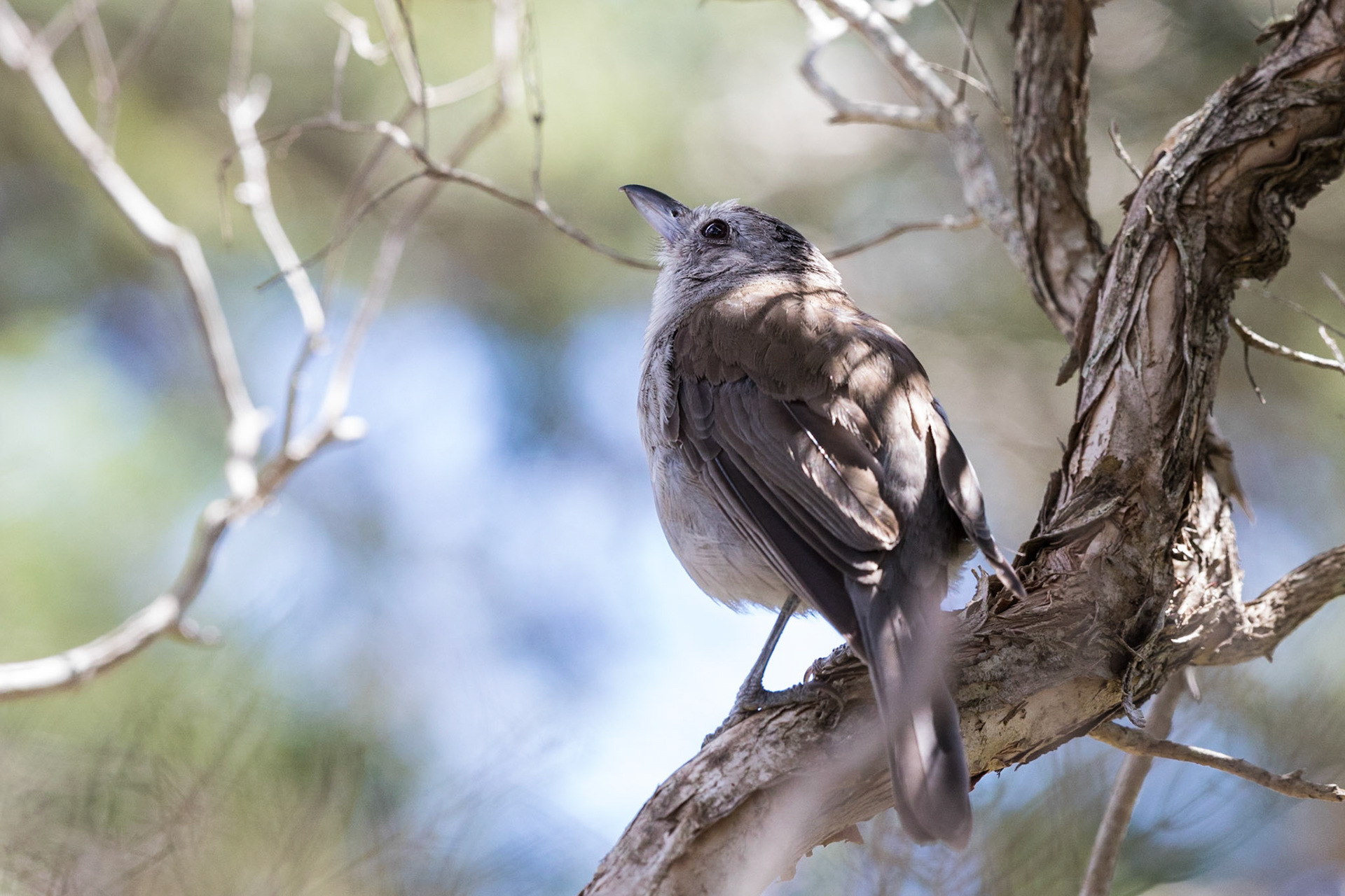 Grey Shrike-Thrush