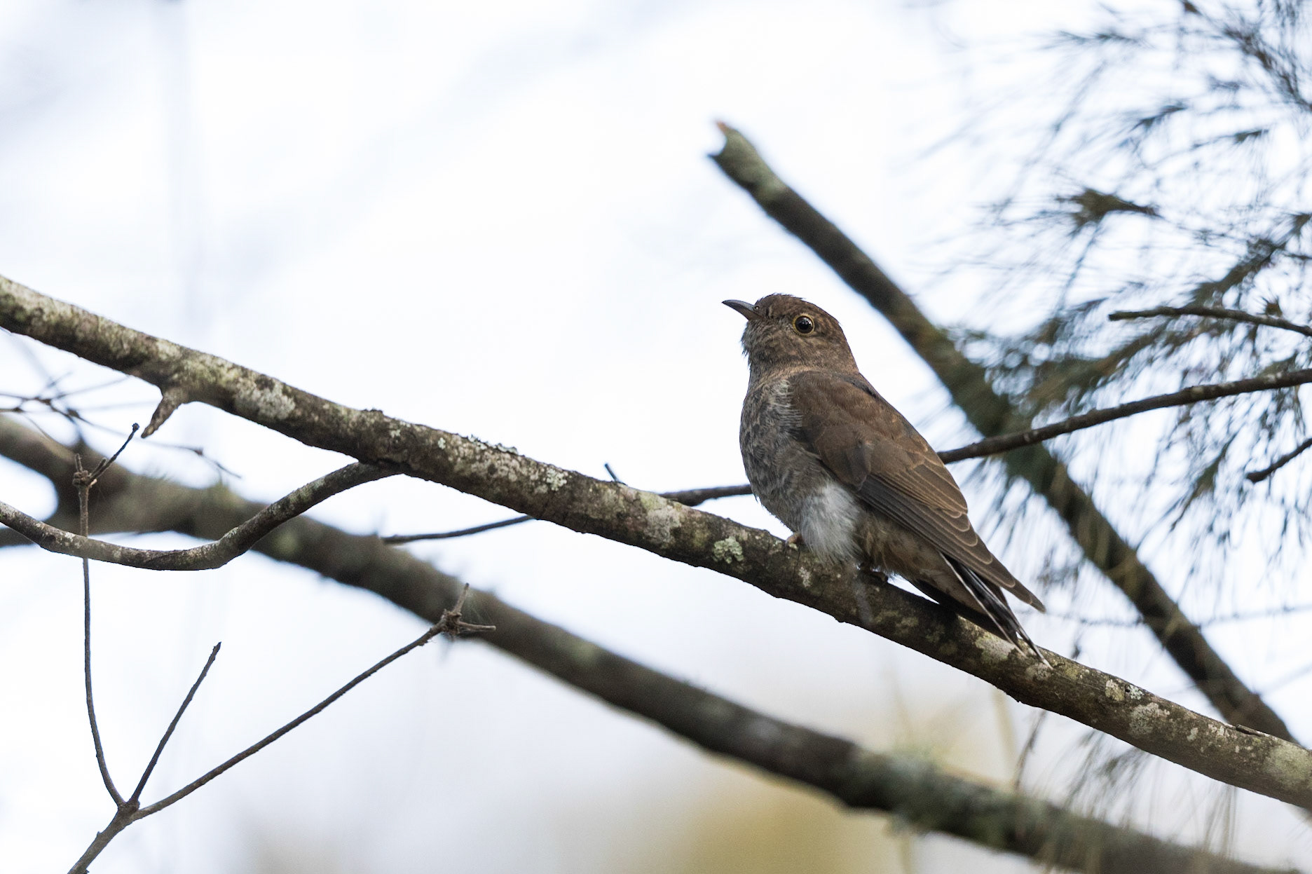 Fan-Tailed Cuckoo