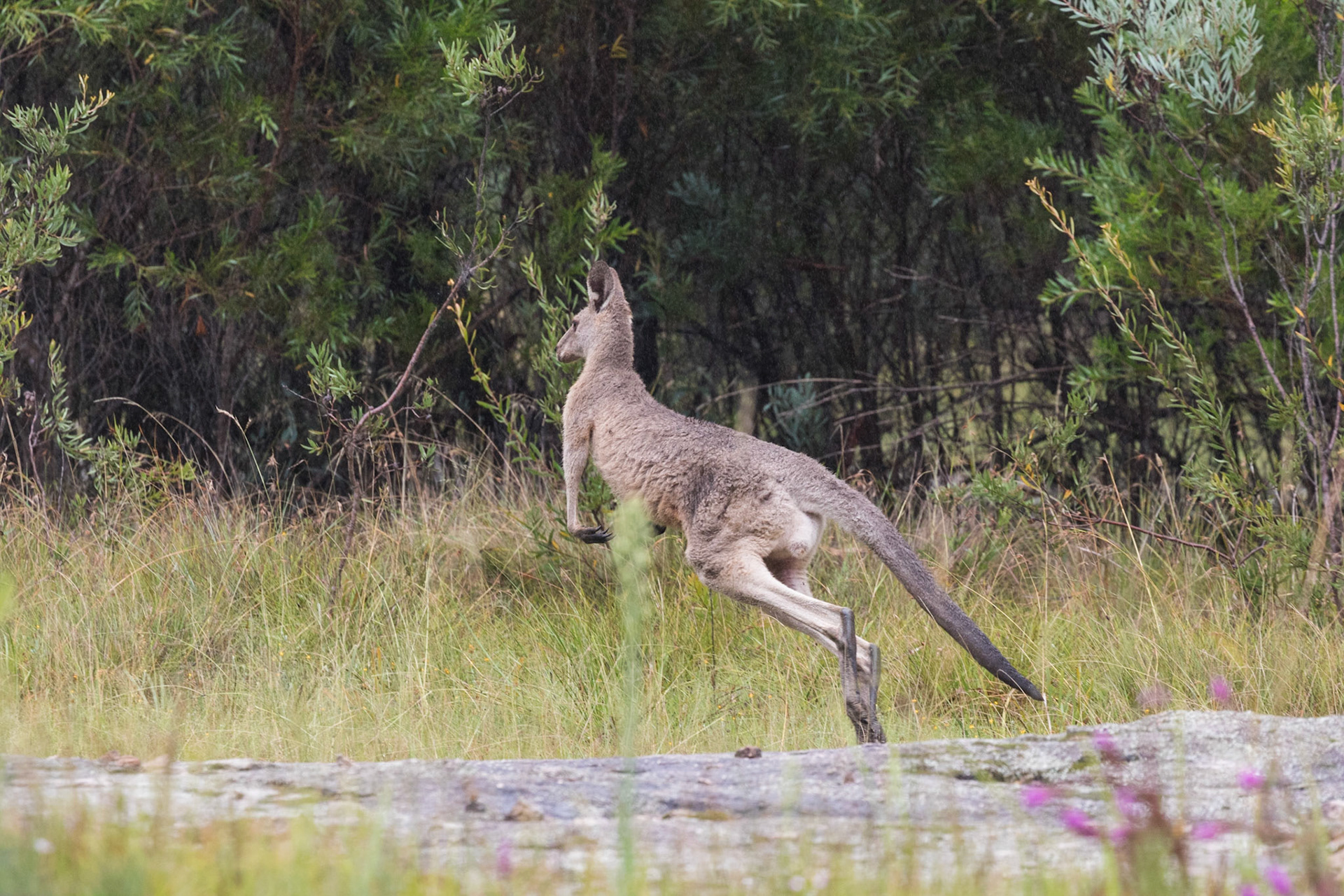 Kangaroo