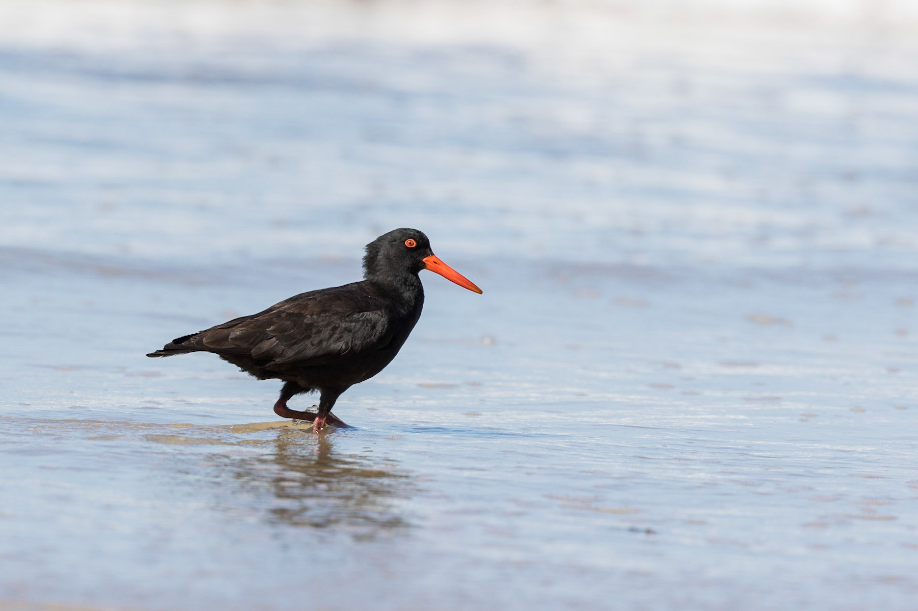 Sooty Oystercatcher