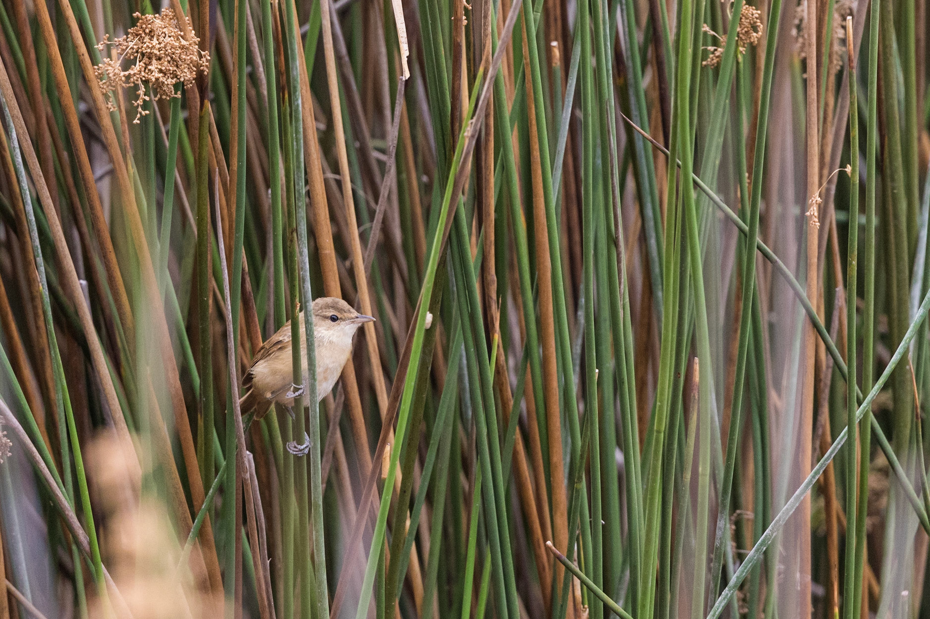 Australian Reed-Warbler