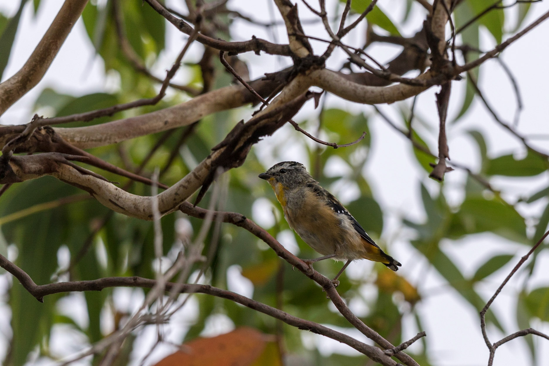 Spotted Pardalote