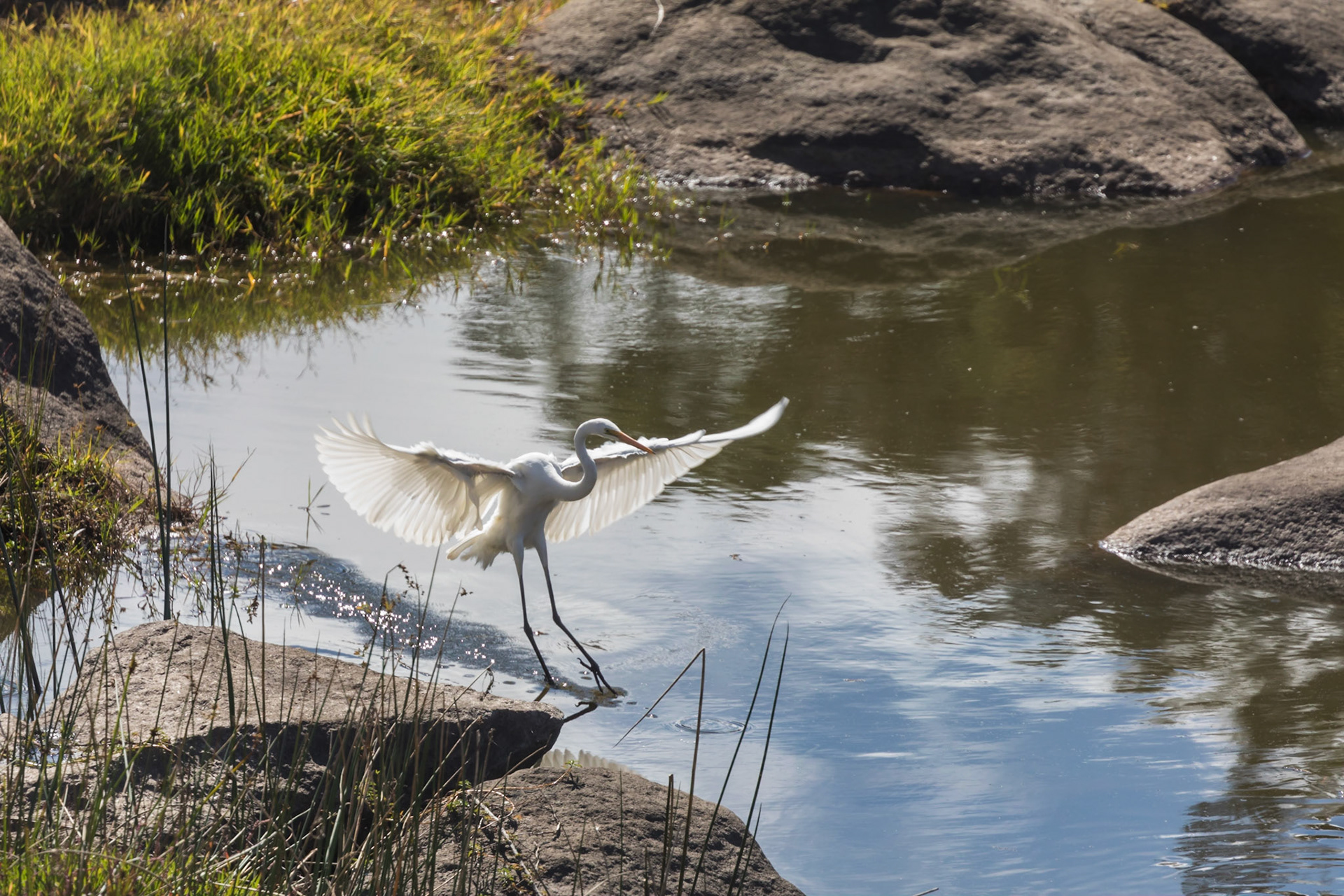 Great Egret