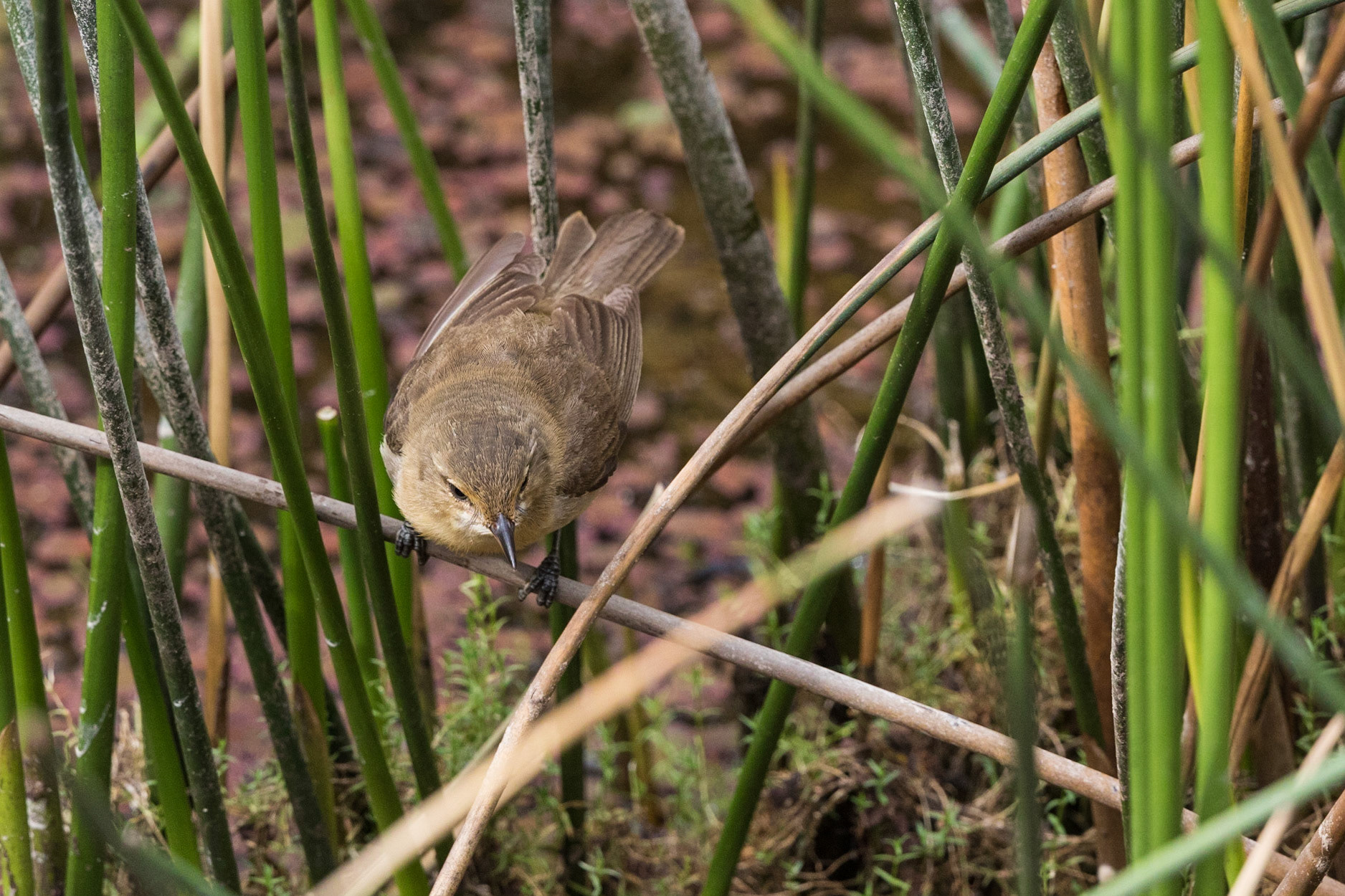 Australian Reed-Warbler