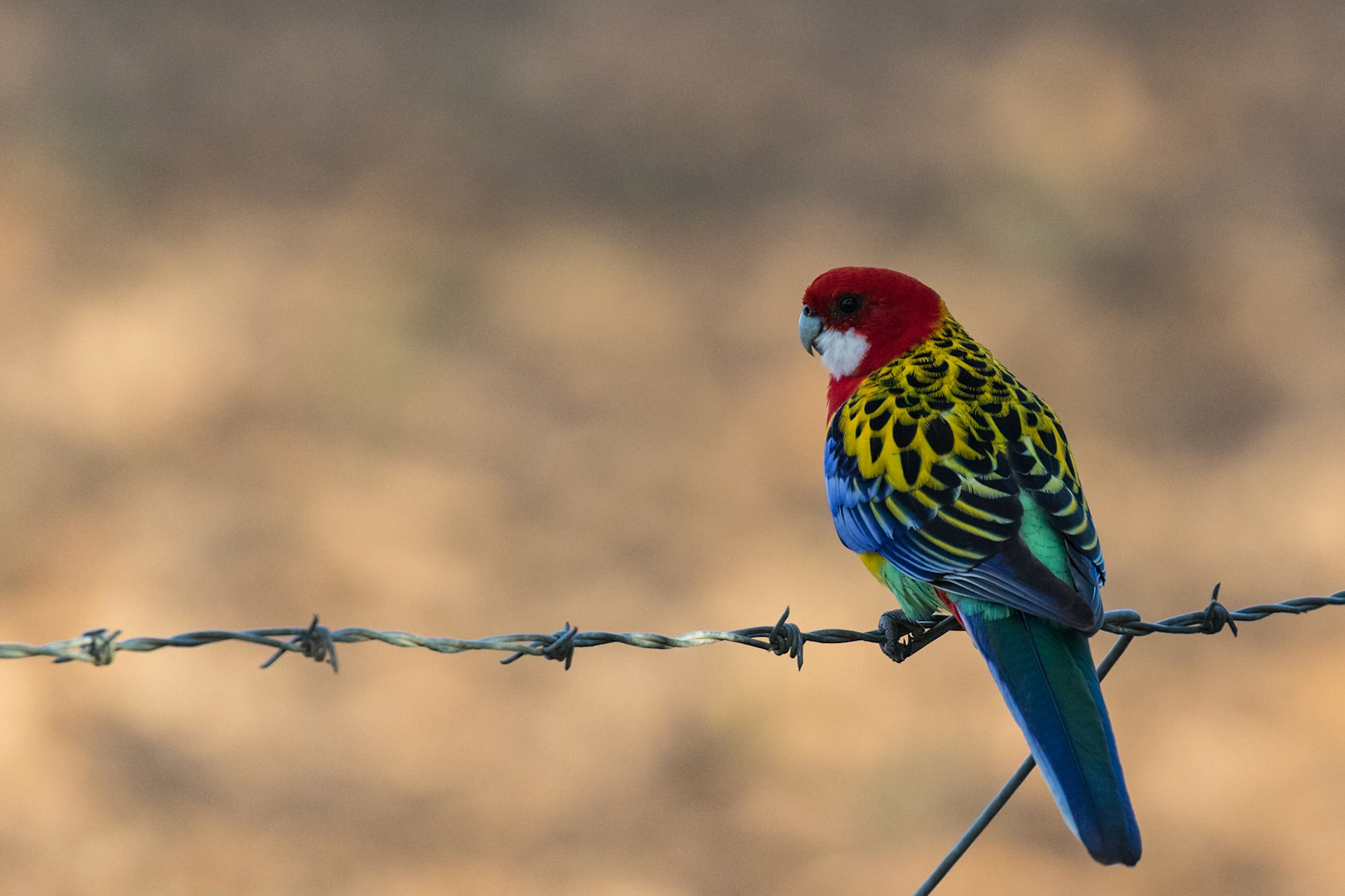 Eastern Rosella