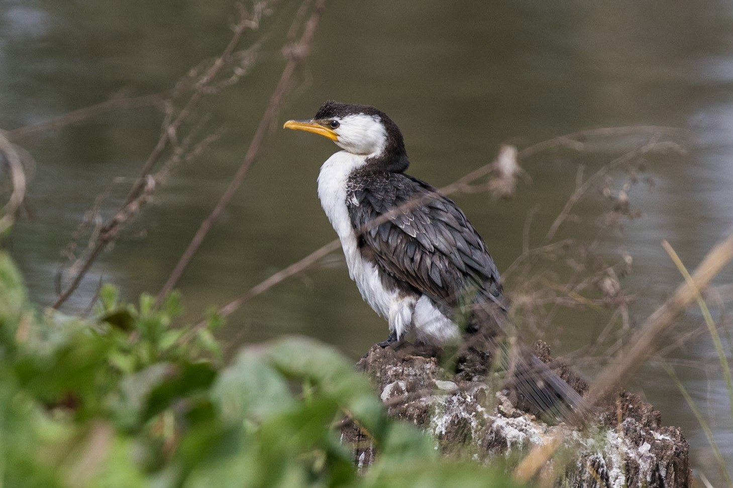 Little Pied Cormorant