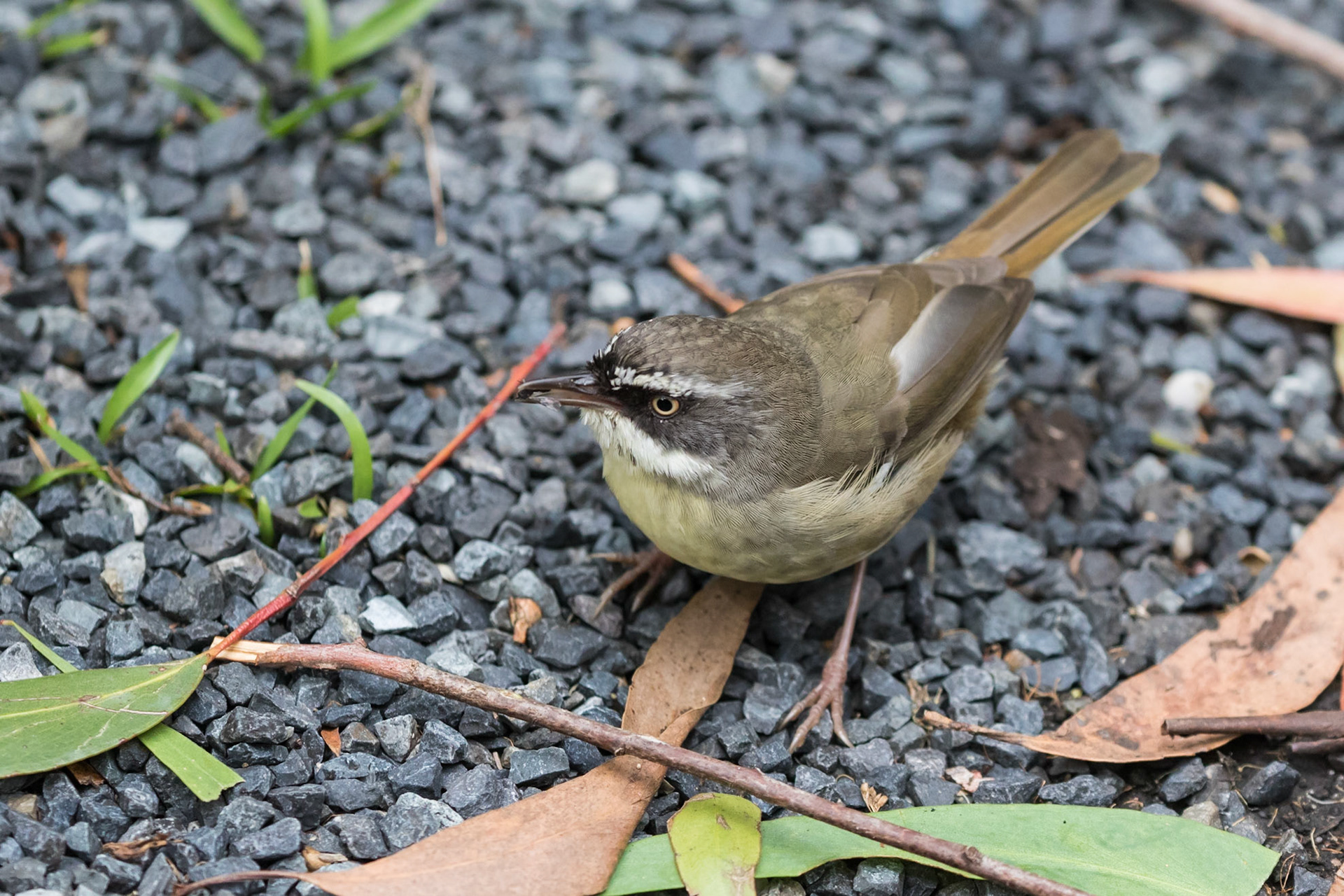 White-browed Scrubwren