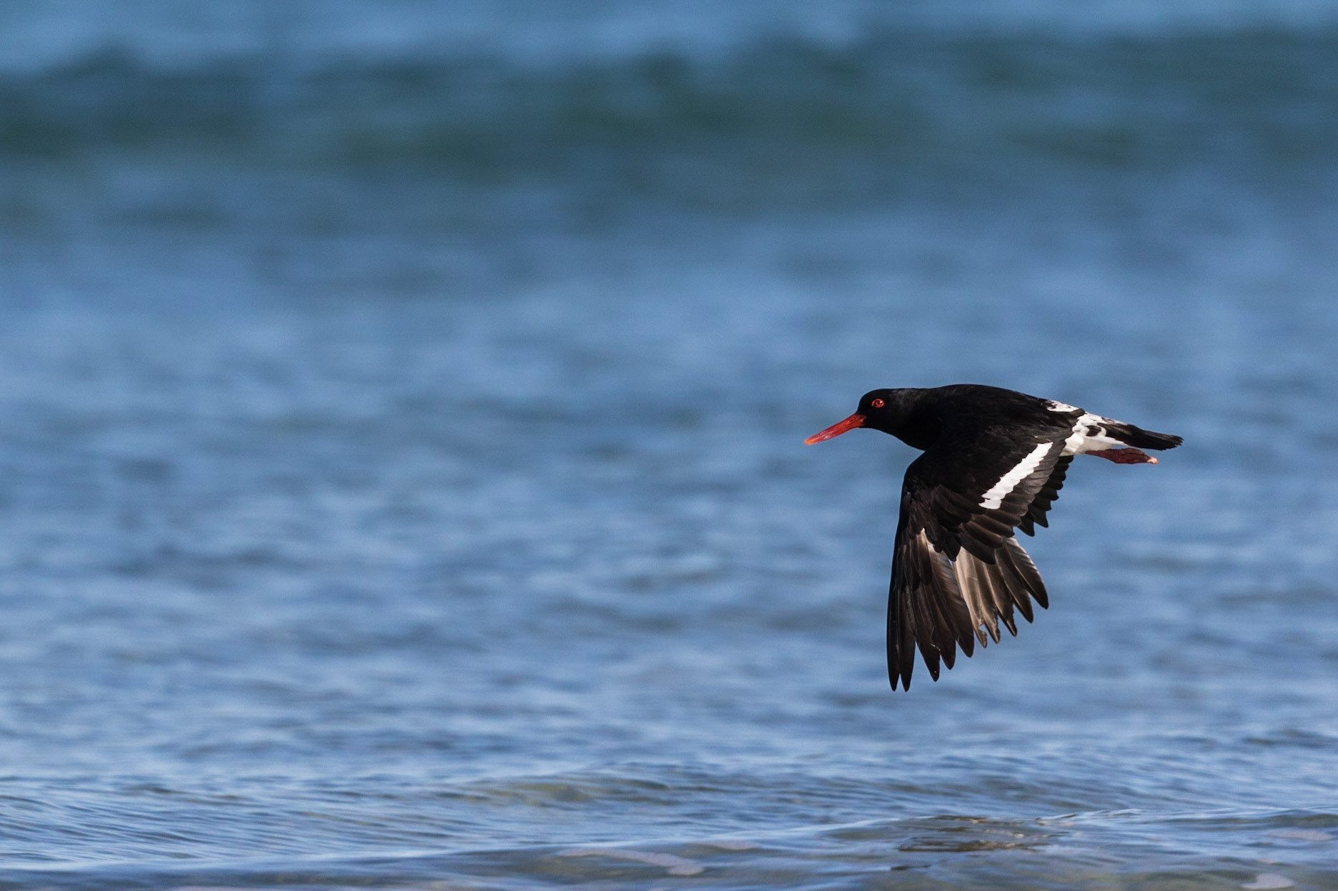 Australian Pied Oystercatcher