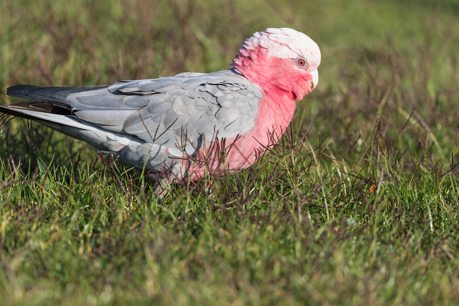 Galah