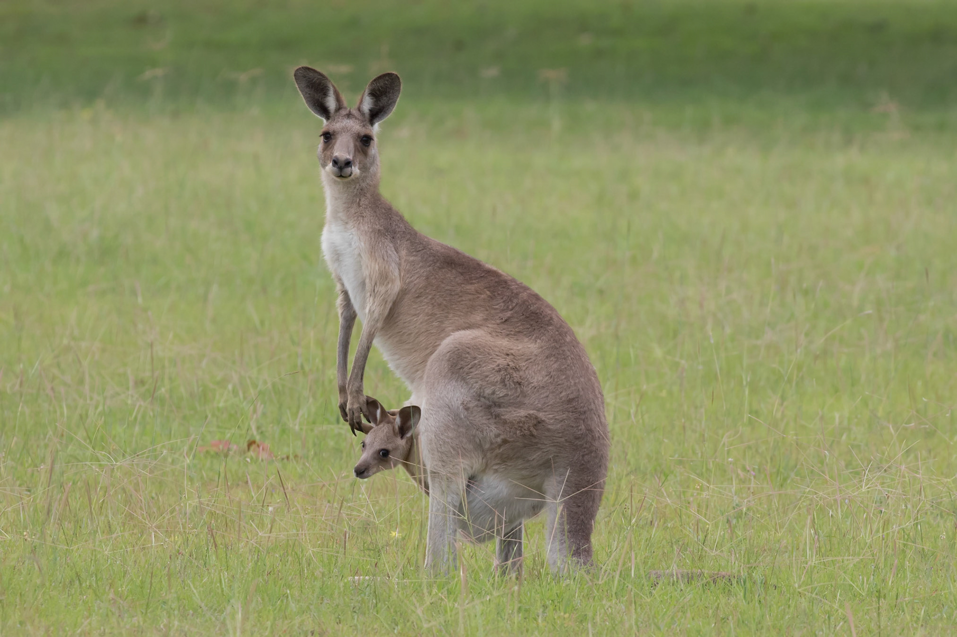 Kangaroo
