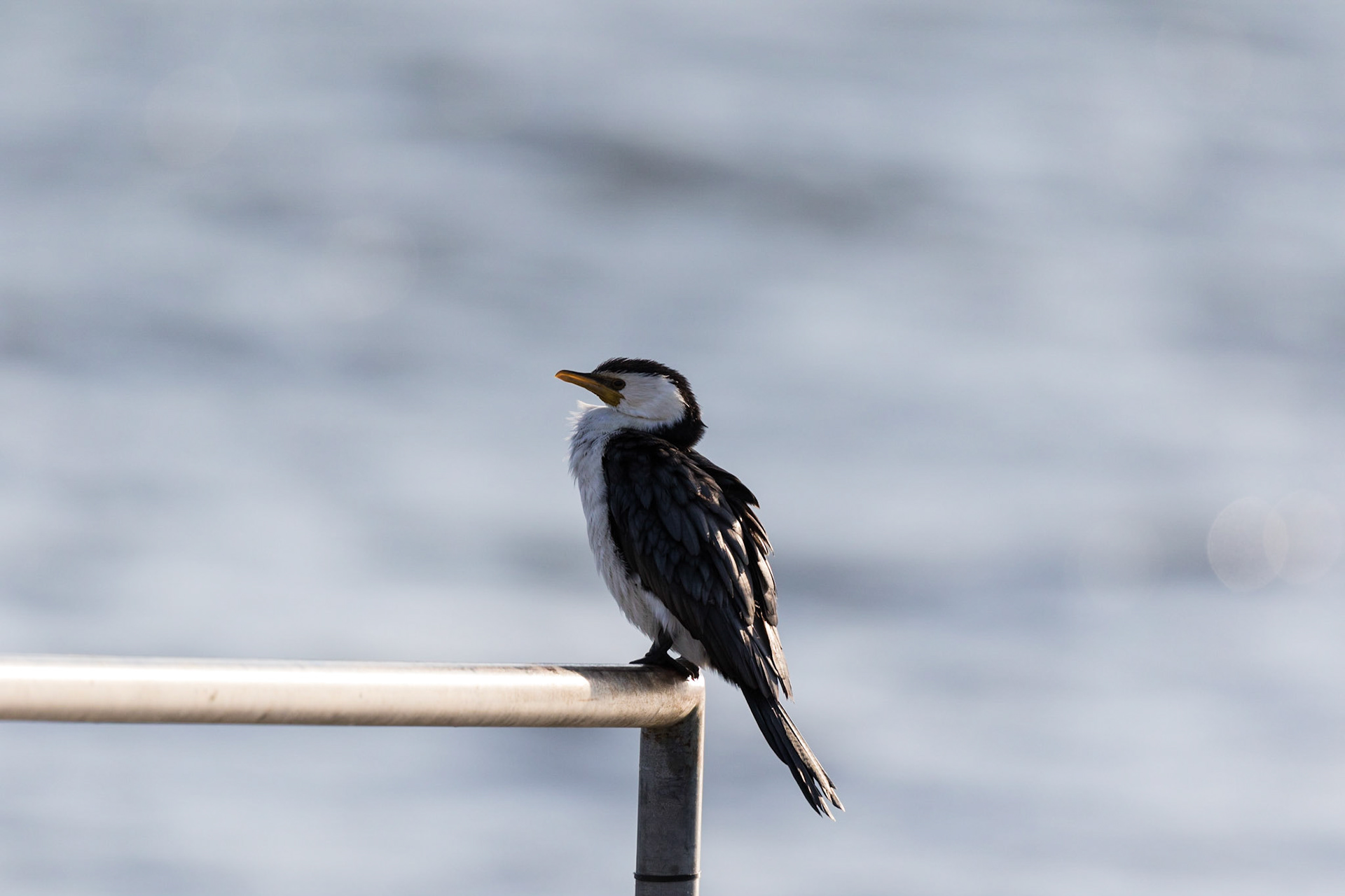 Little Pied Cormorant