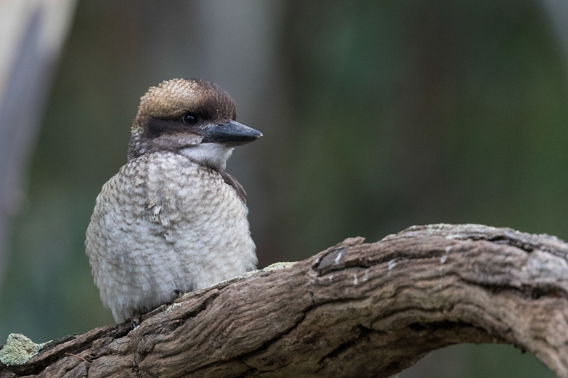 Laughing Kookaburra