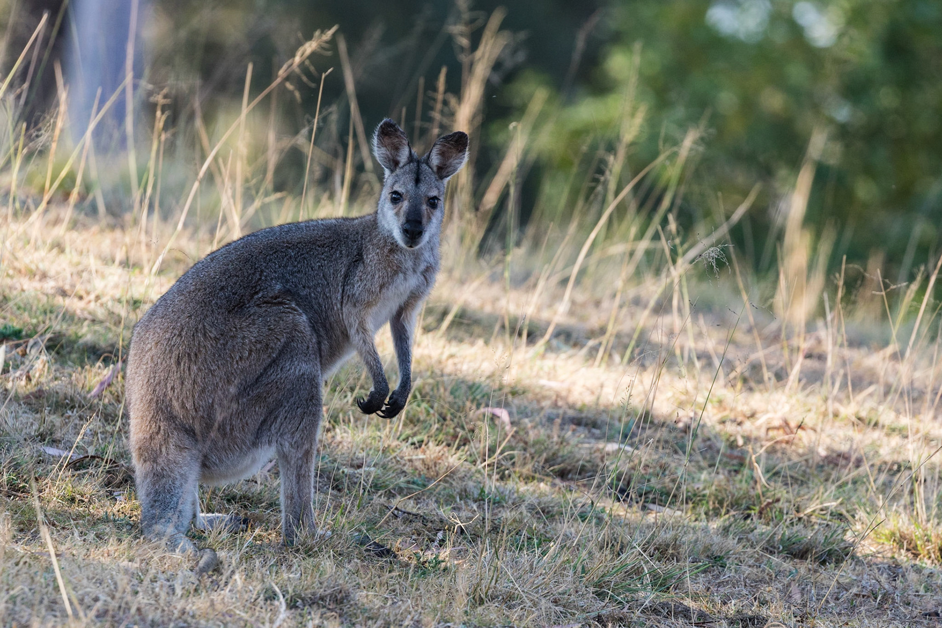 Wallaby