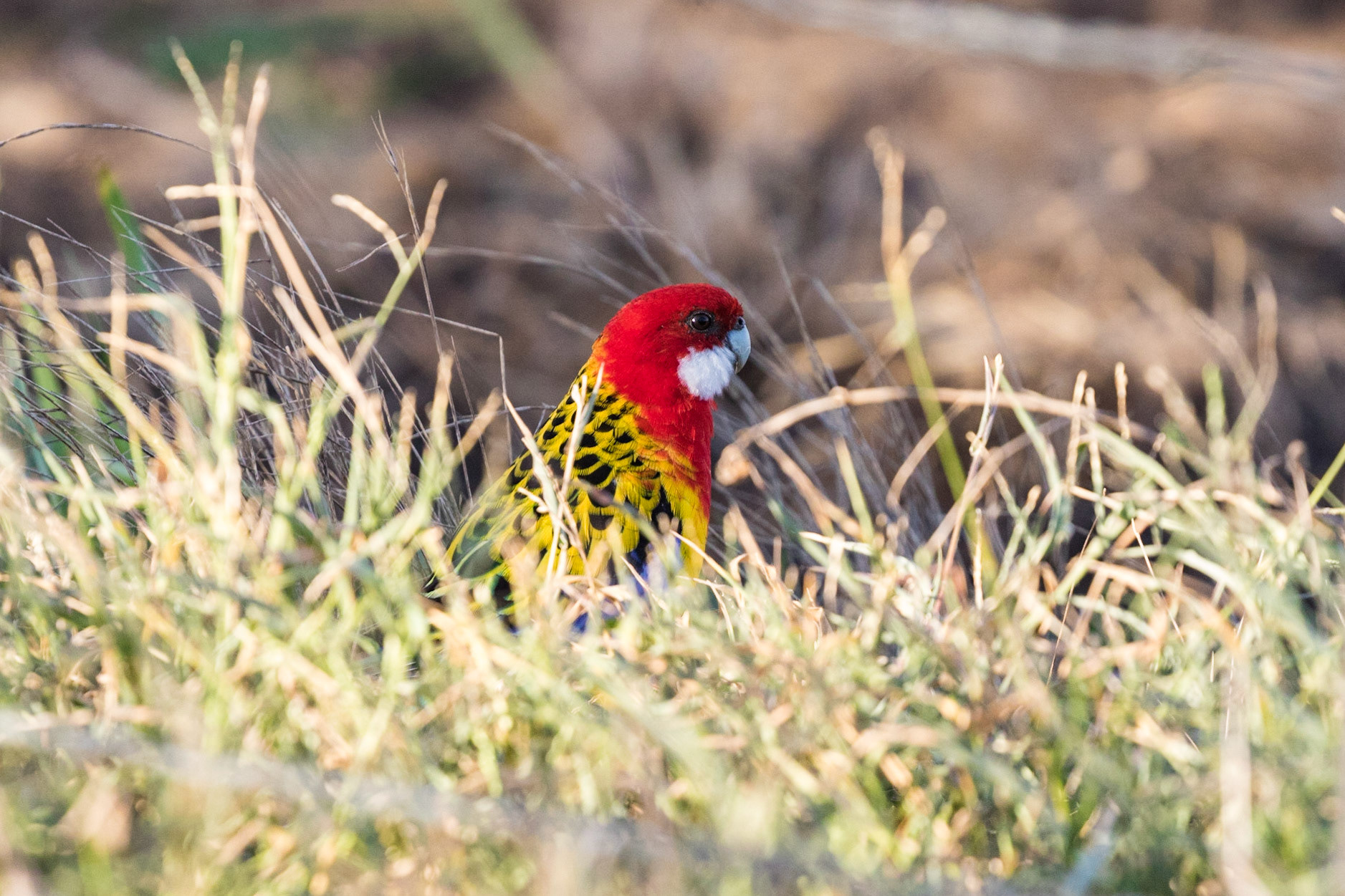 Eastern Rosella