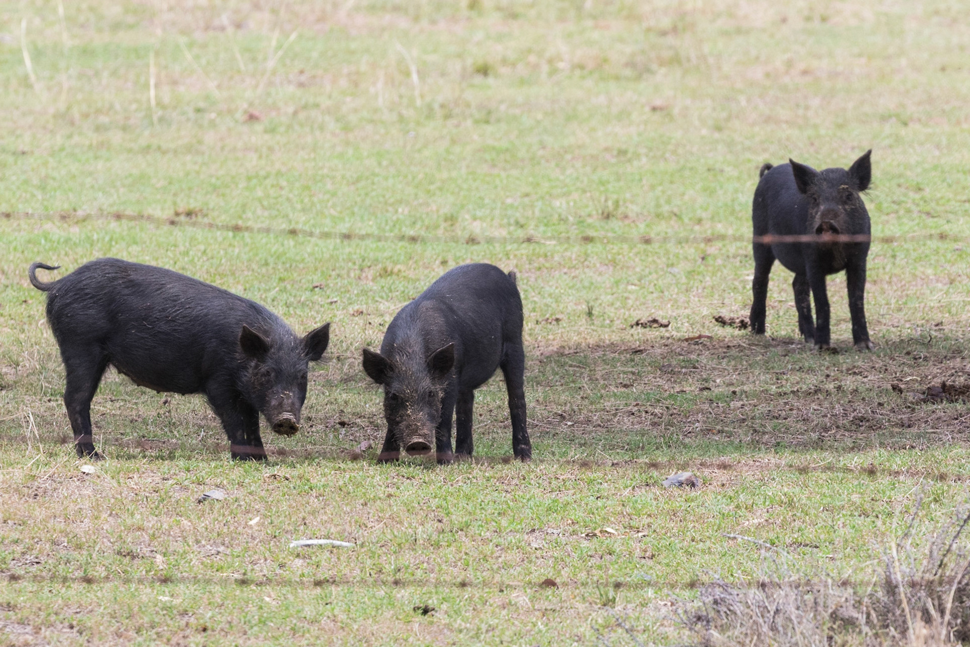 Pig