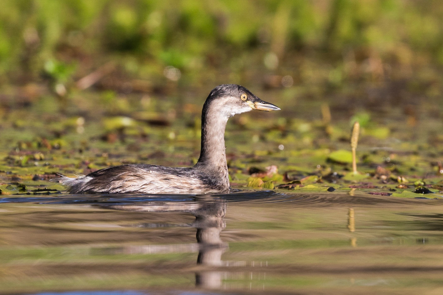 Australasian Grebe