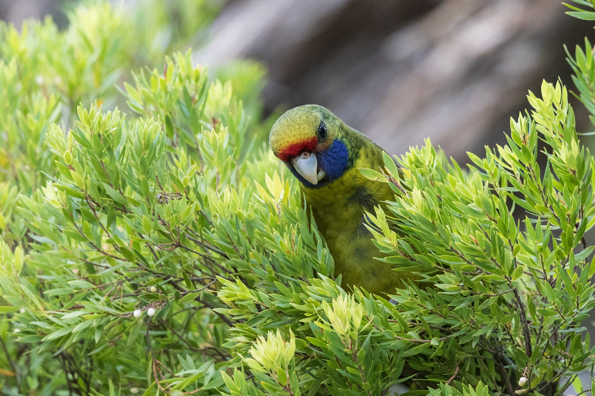 Green Rosella