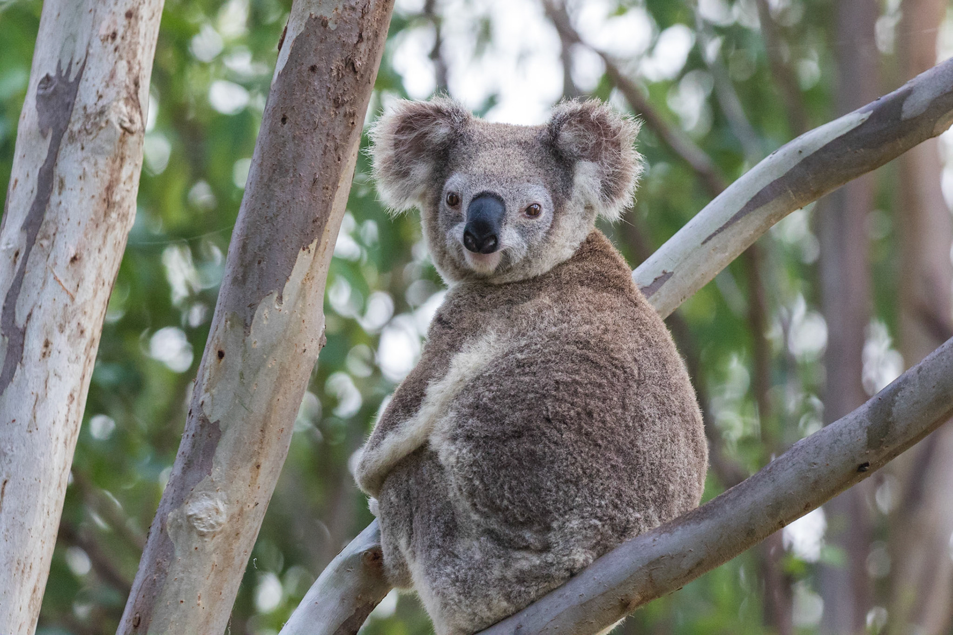 Koala