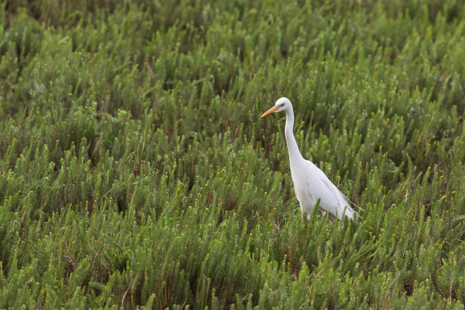 Intermediate Egret
