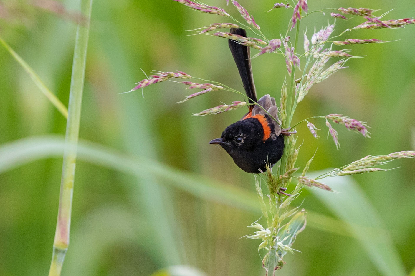 Red-backed Fairy-wren