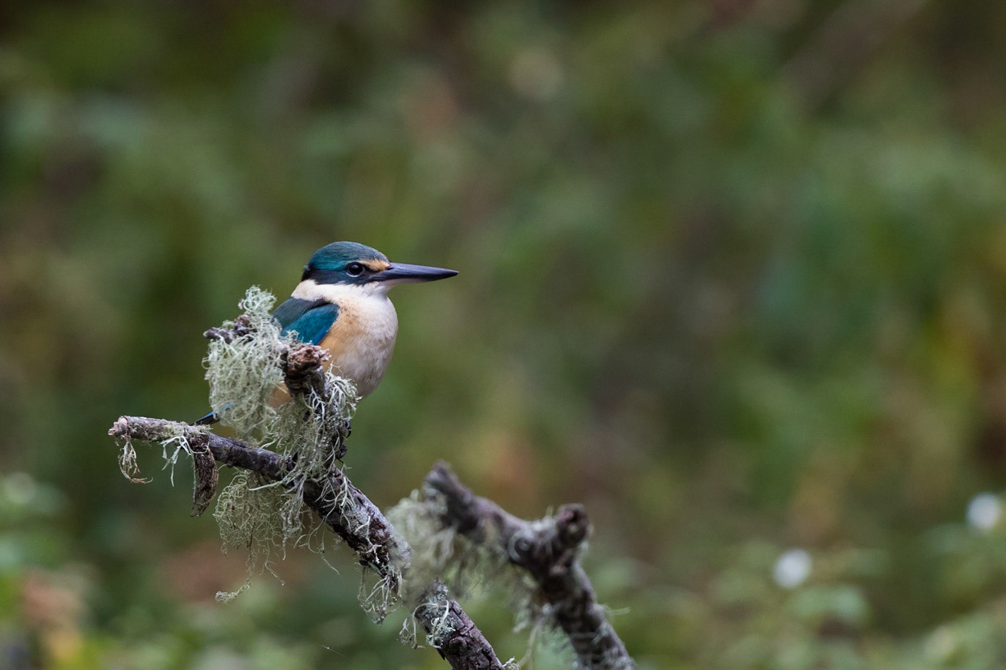 Forest Kingfisher