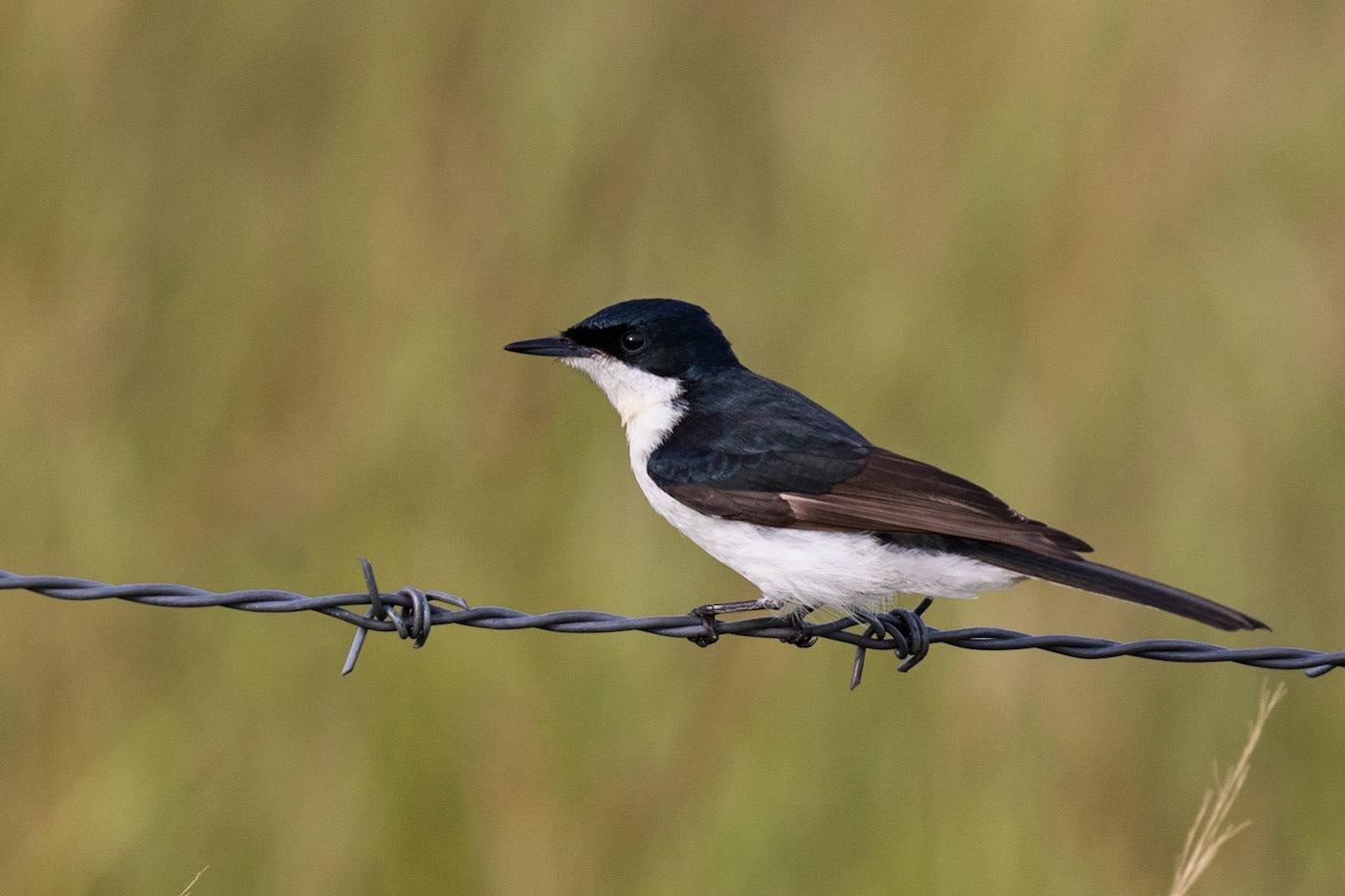 Restless Flycatcher