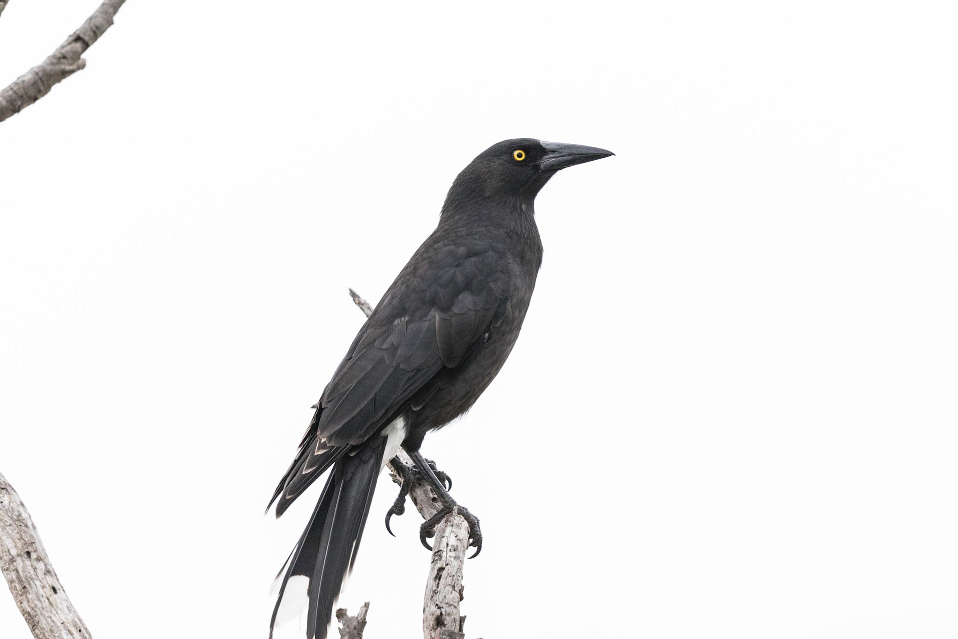 Grey Currawong