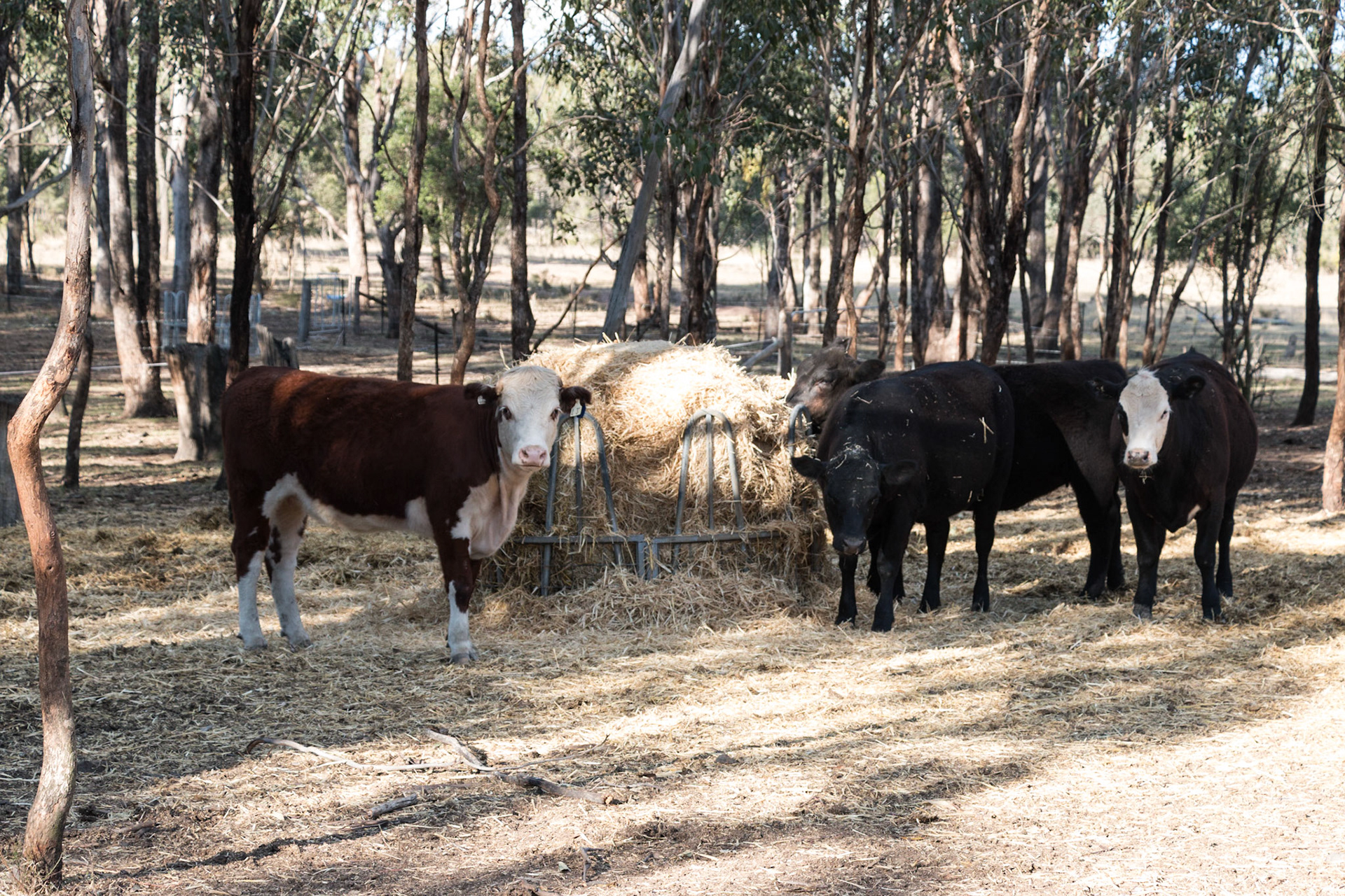 Cattle